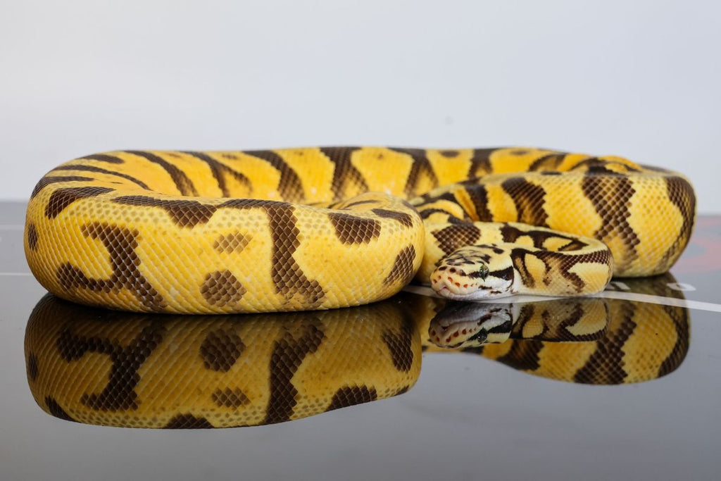 Enchi Pastel Redstripe Spotnose YB Dbl Het Clown Zebra Ball Python