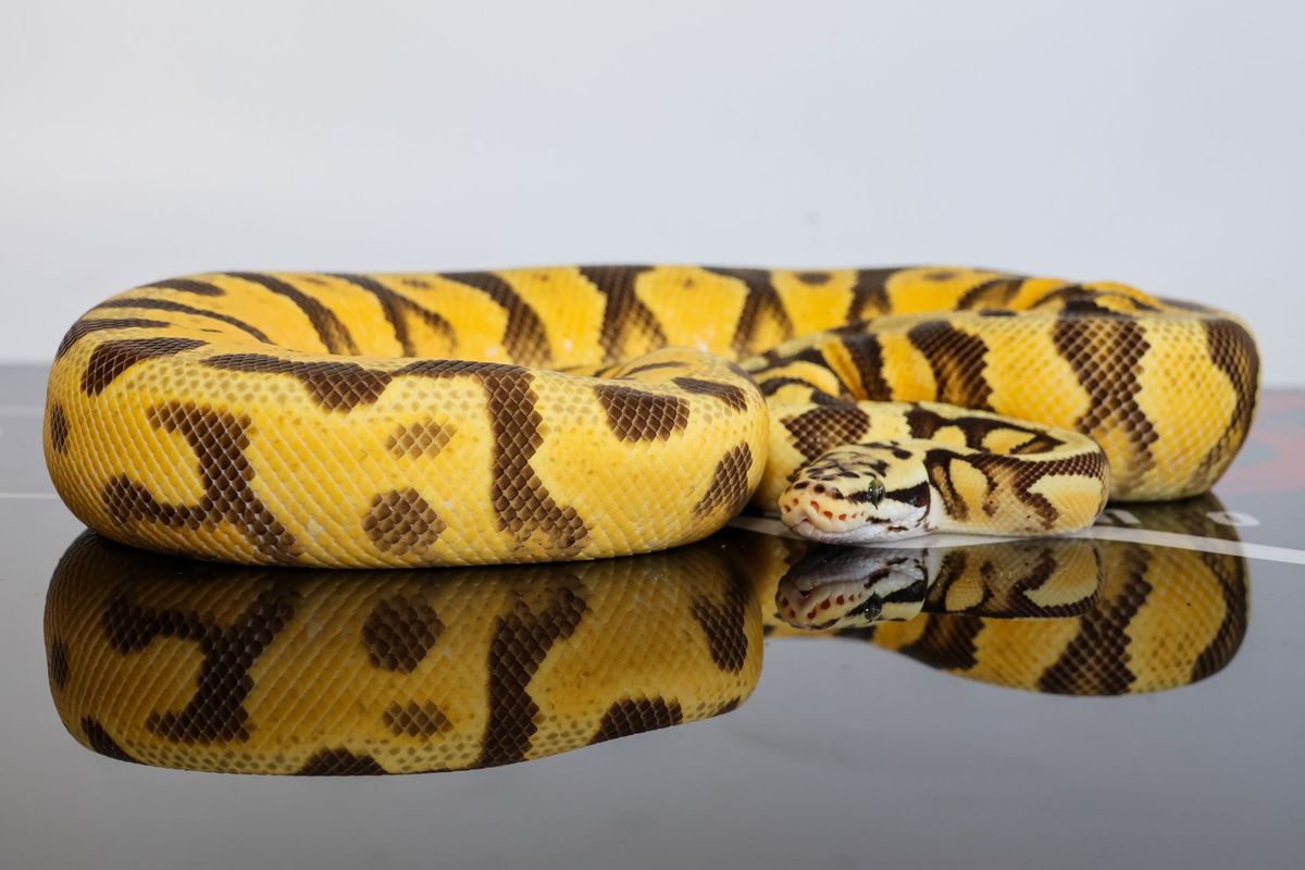 Enchi Pastel Redstripe Spotnose YB Dbl Het Clown Zebra Ball Python