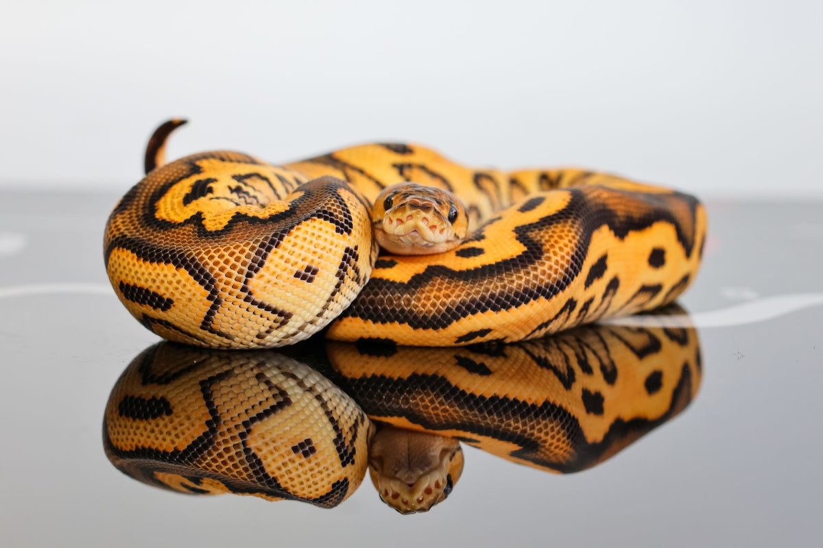 Ball Python Sale Ball Pythons for Sale | Captive-Bred Morphs — Diablo Exotic Pythons