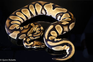 Bang Het Piebald