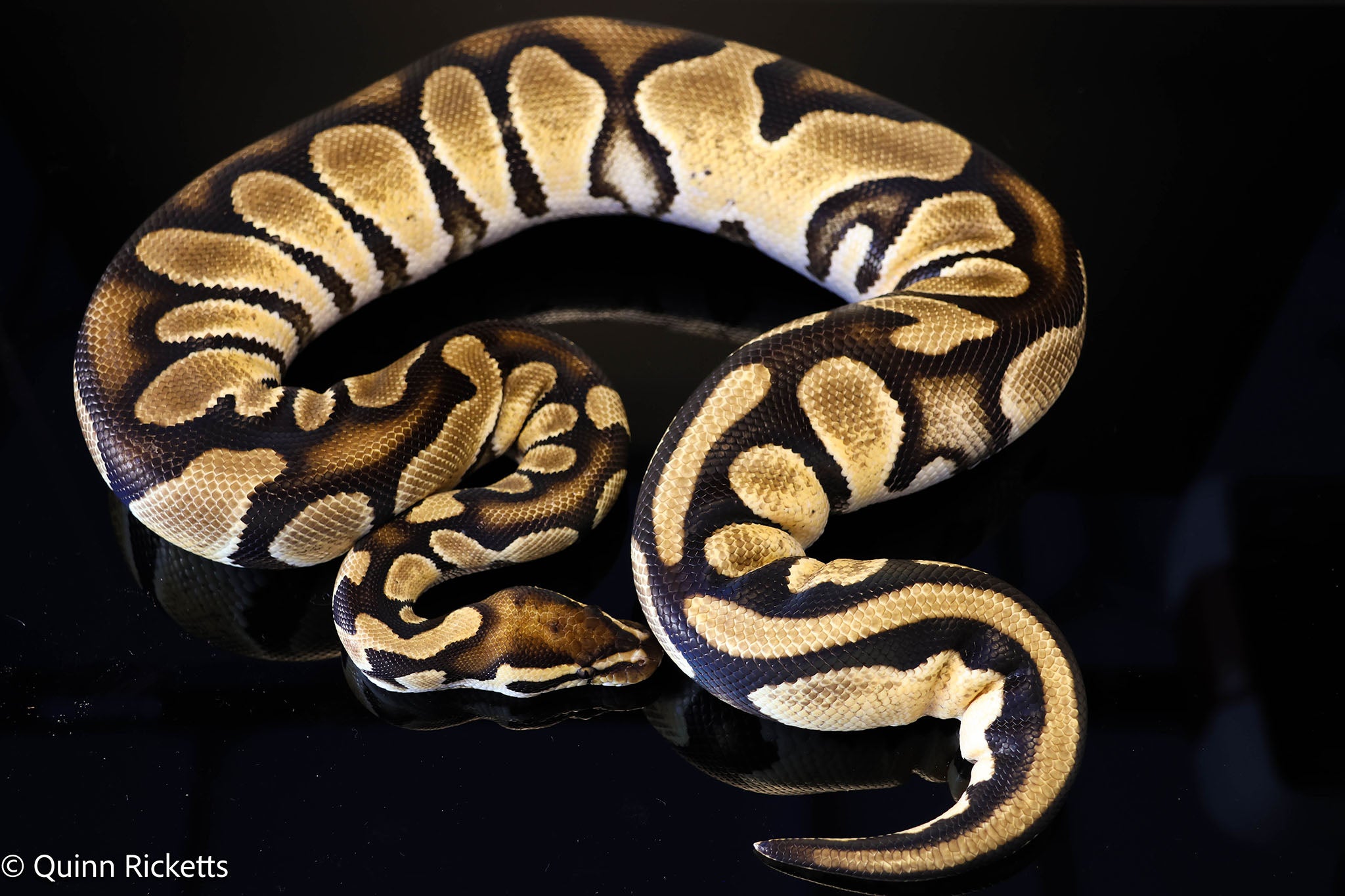 Bang Het Piebald