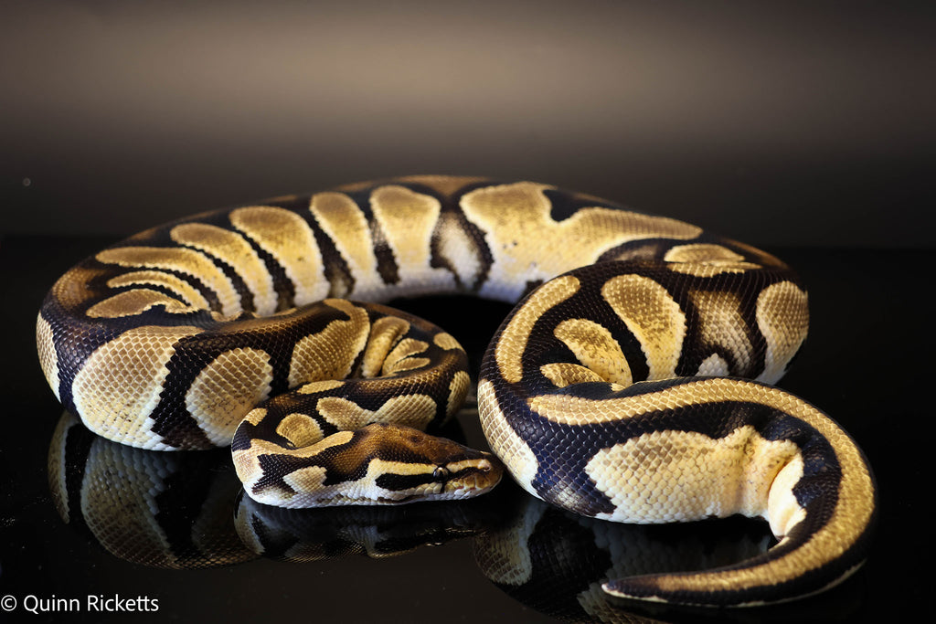 Bang Het Piebald