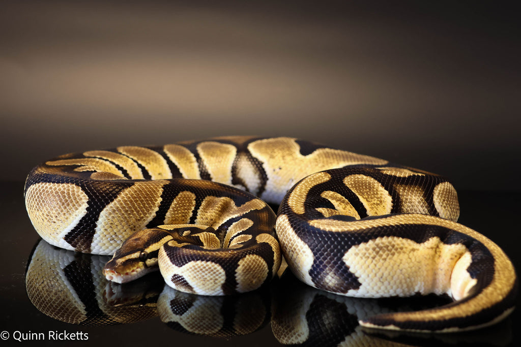 Bang Het Piebald