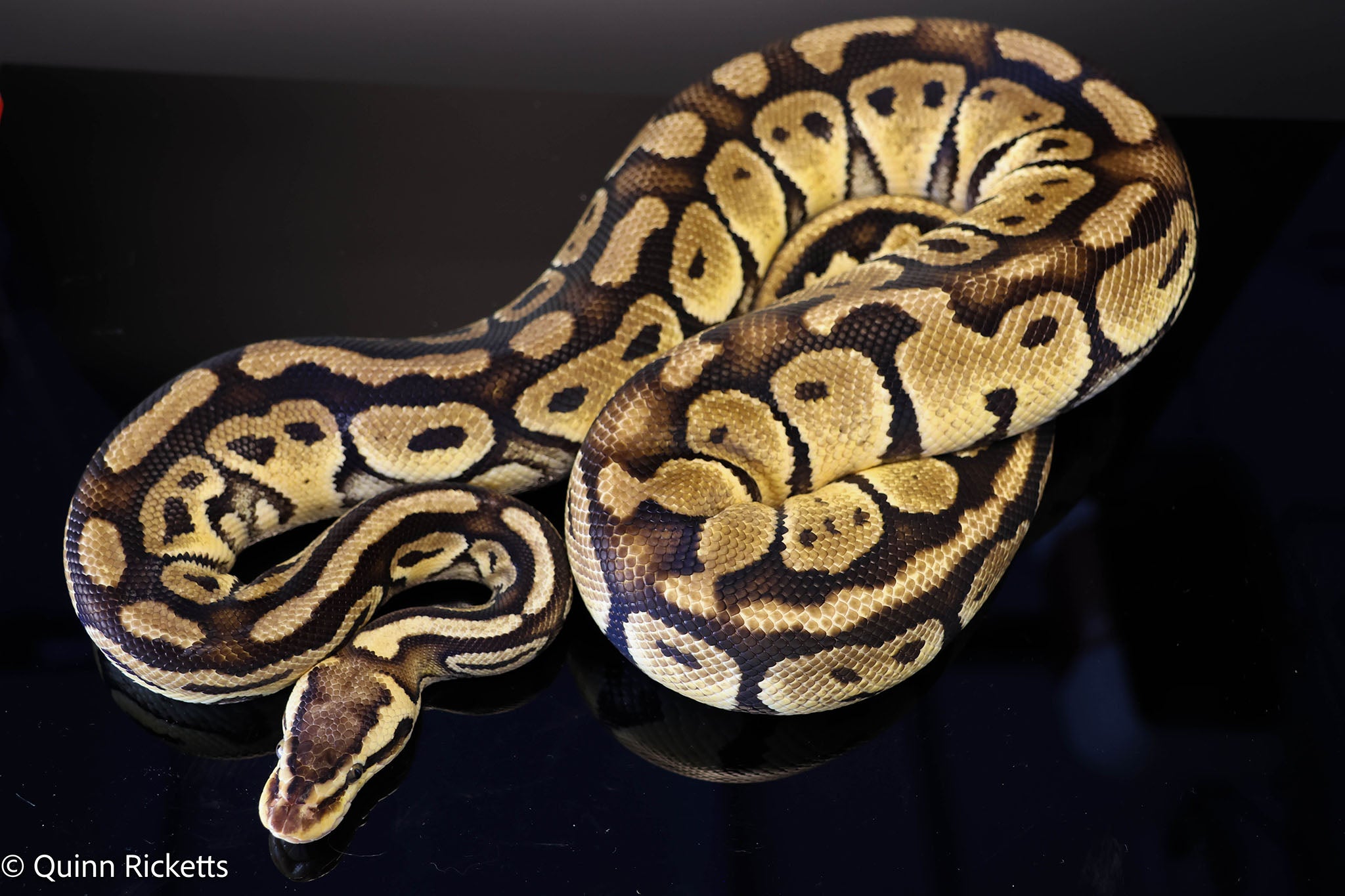 Bang Pastel Het Clown Ball Python