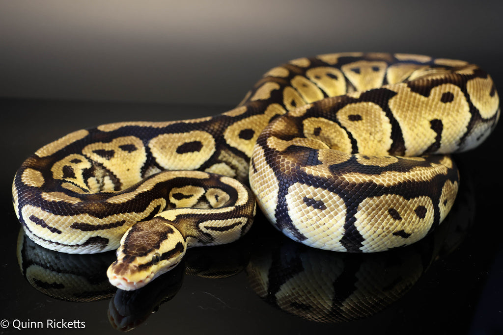 Bang Pastel Het Clown Ball Python