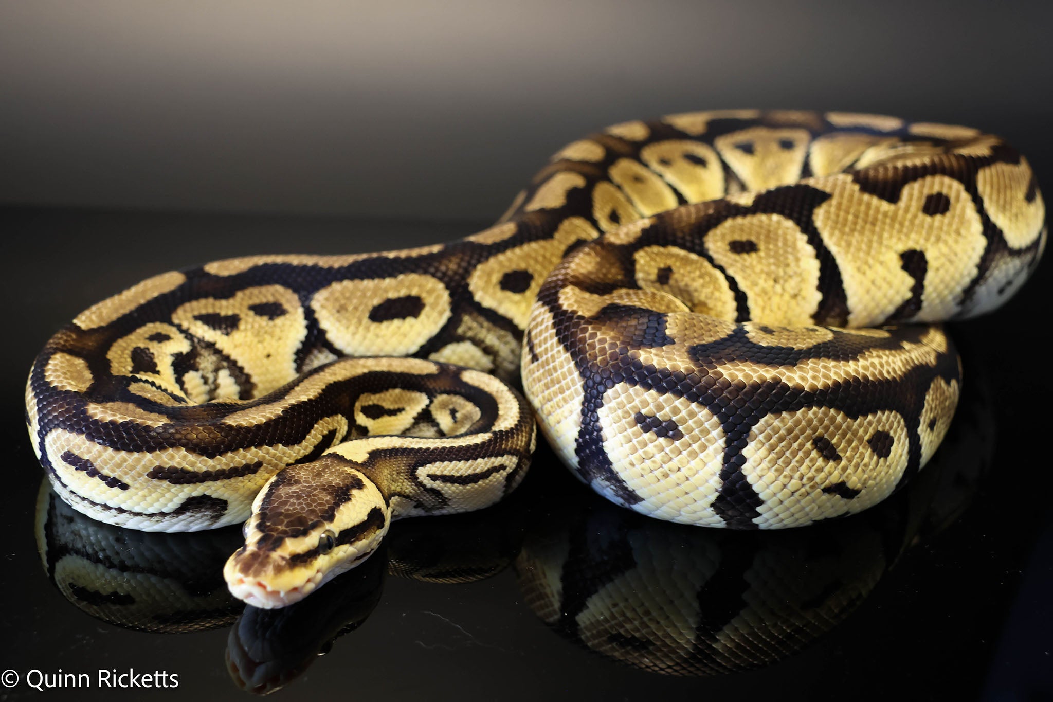 Bang Pastel Het Clown Ball Python