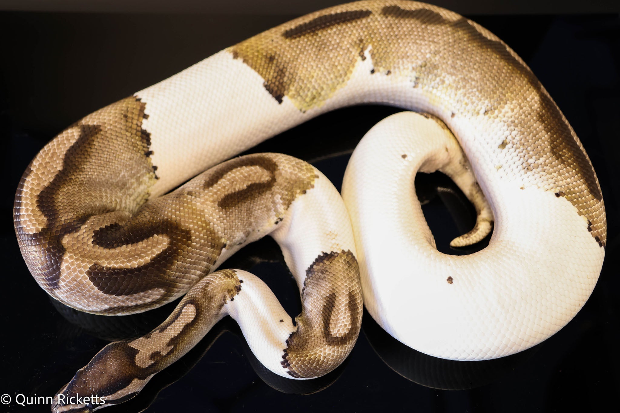Bongo Leopard VPI Axanthic Pied