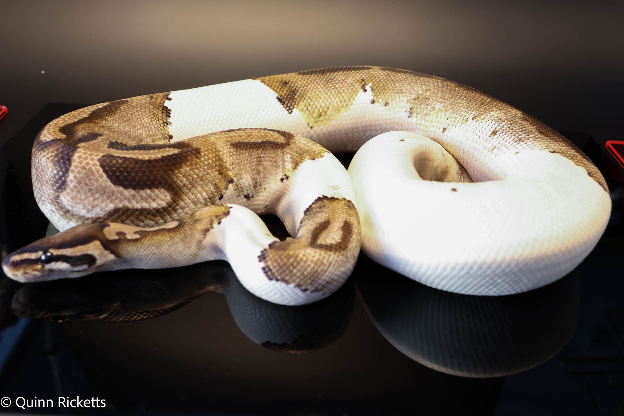 Bongo Leopard VPI Axanthic Pied