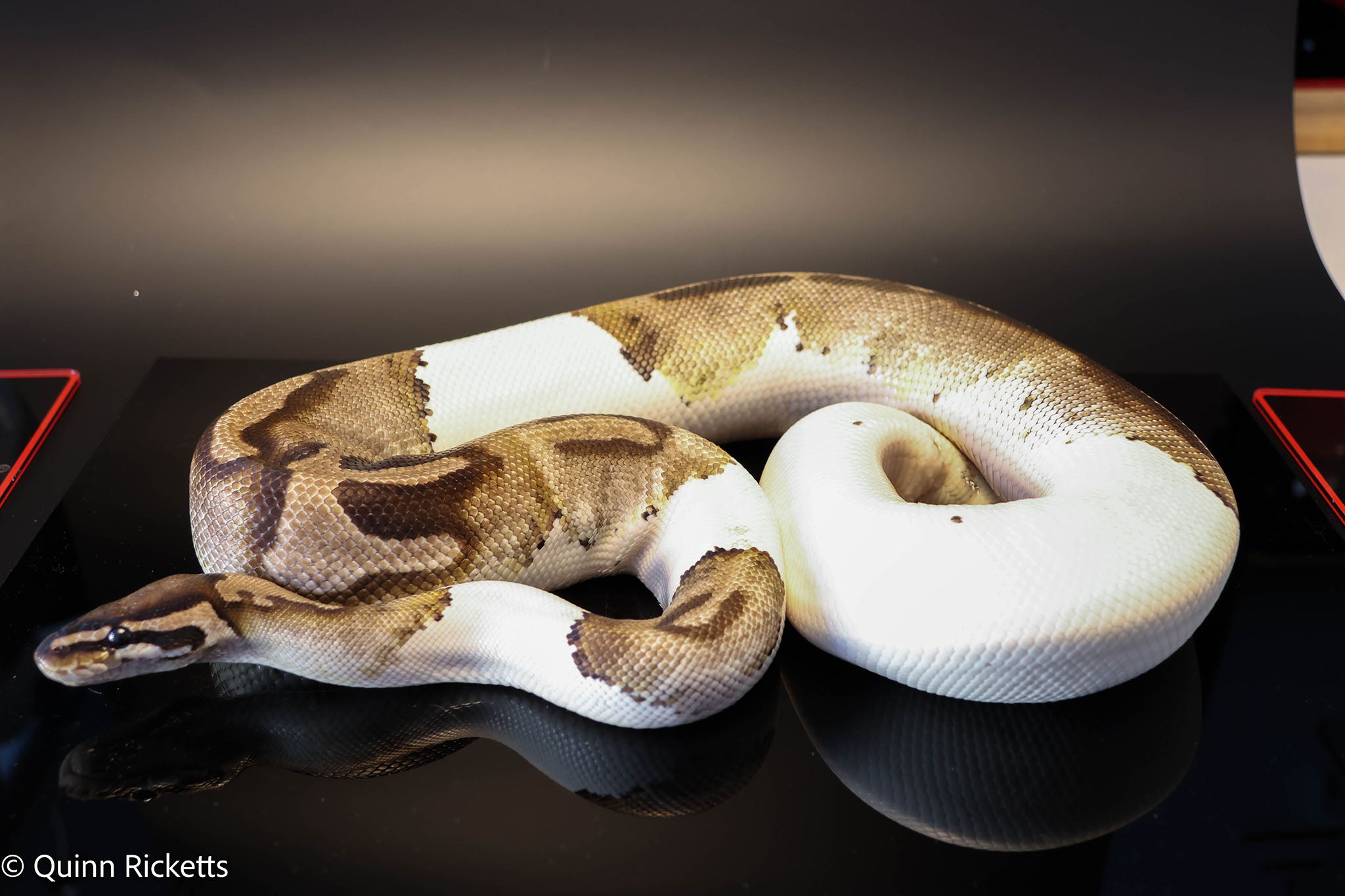 Bongo Leopard VPI Axanthic Pied