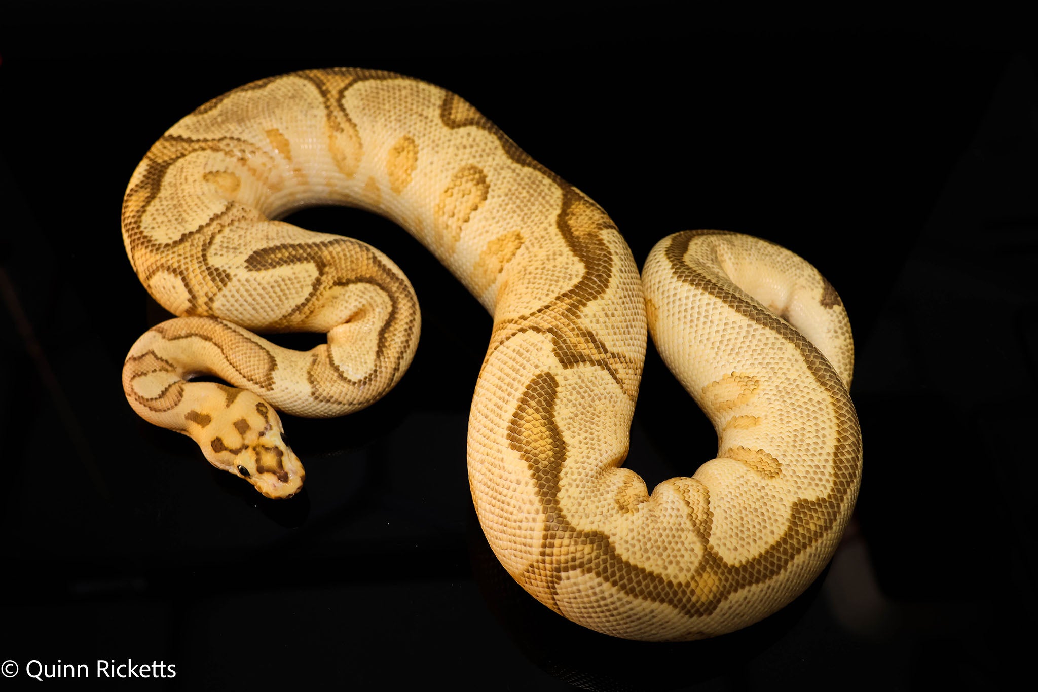 Enchi Spotnose Fire Clown
