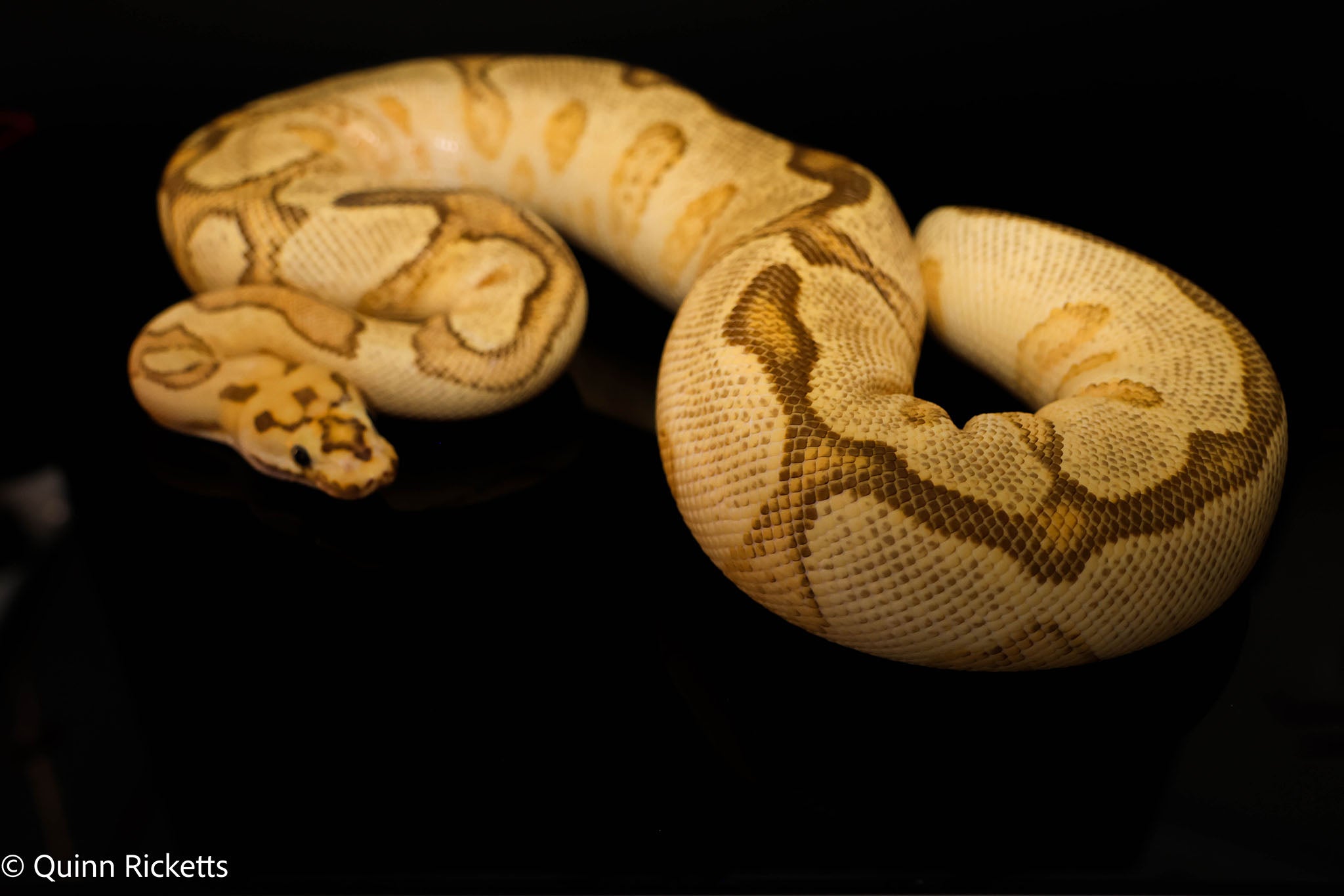 Enchi Spotnose Fire Clown
