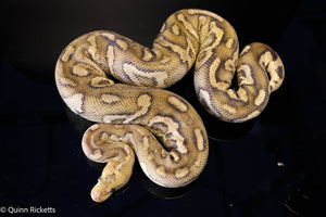 Fire Redstripe Yellow Belly Stranger Clown Het Monsoon