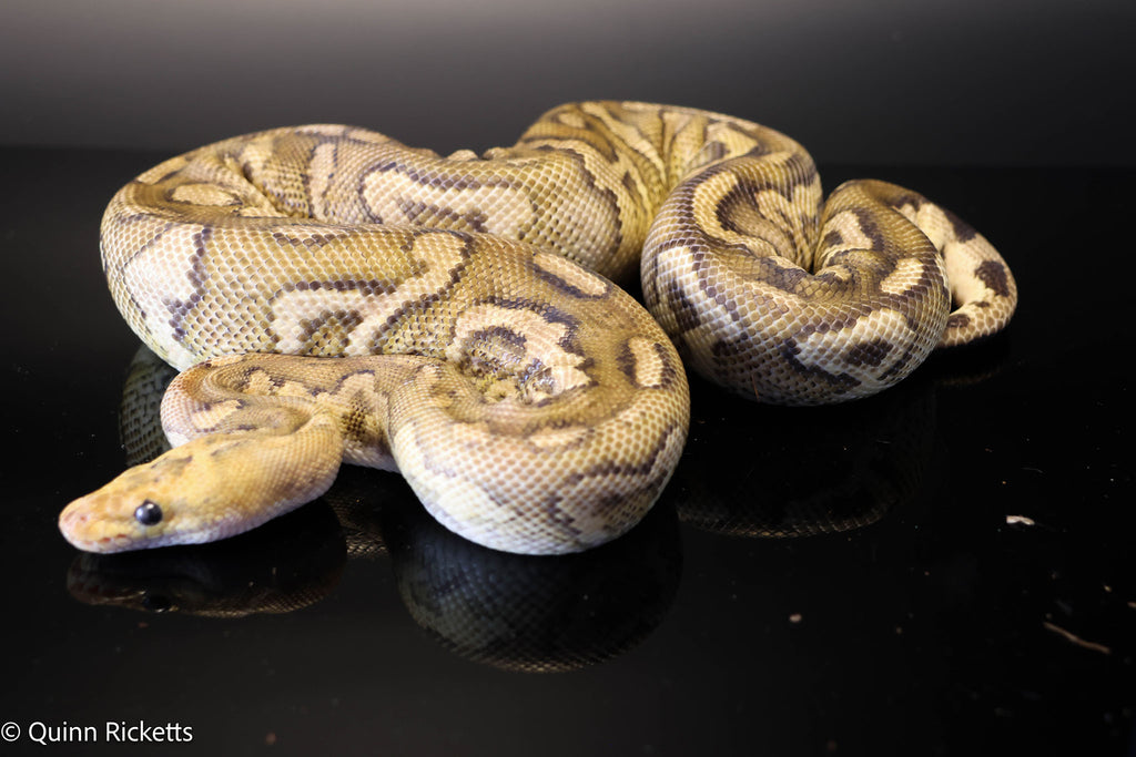 Fire Redstripe Yellow Belly Stranger Clown Het Monsoon