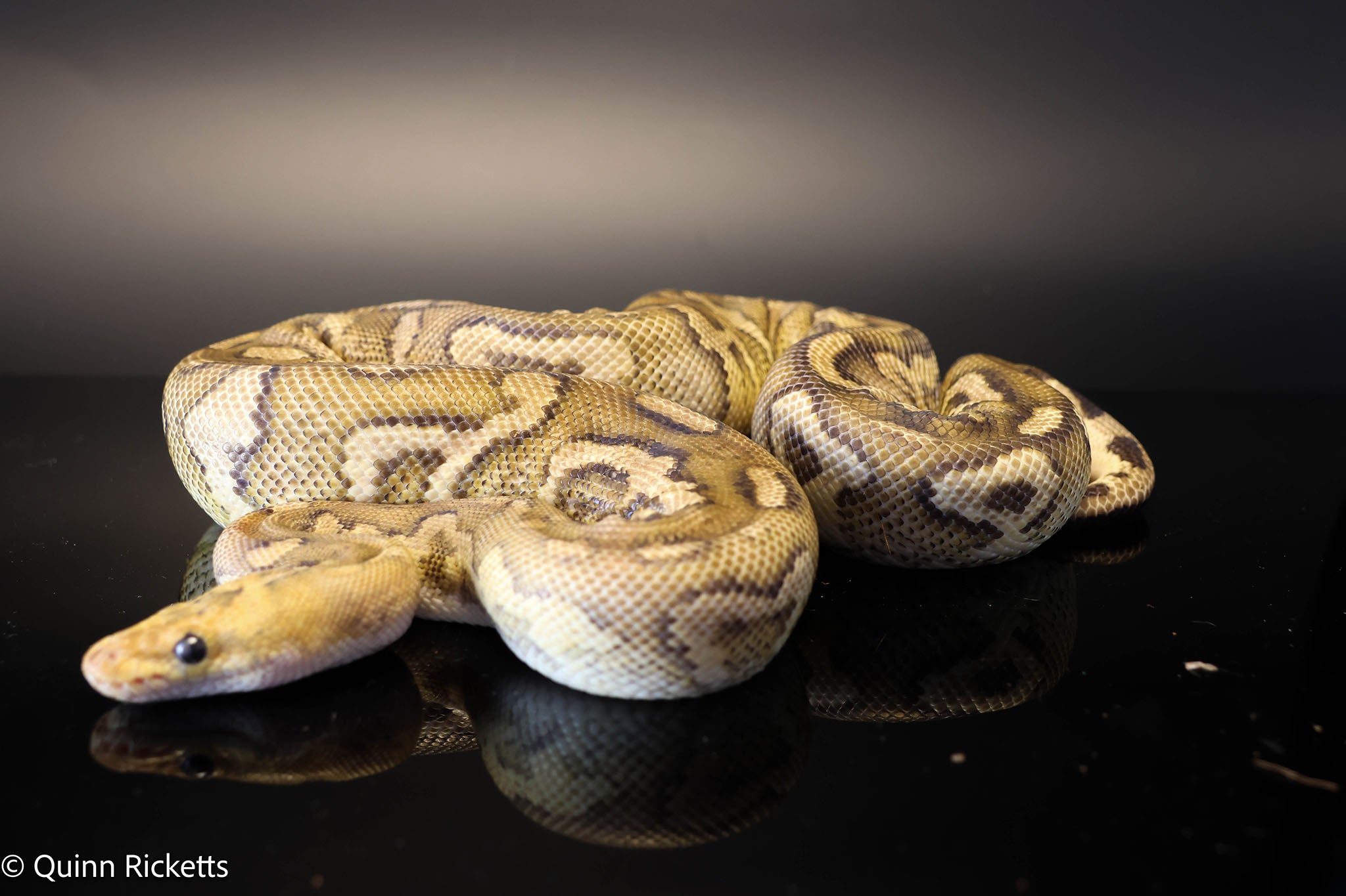 Fire Redstripe Yellow Belly Stranger Clown Het Monsoon