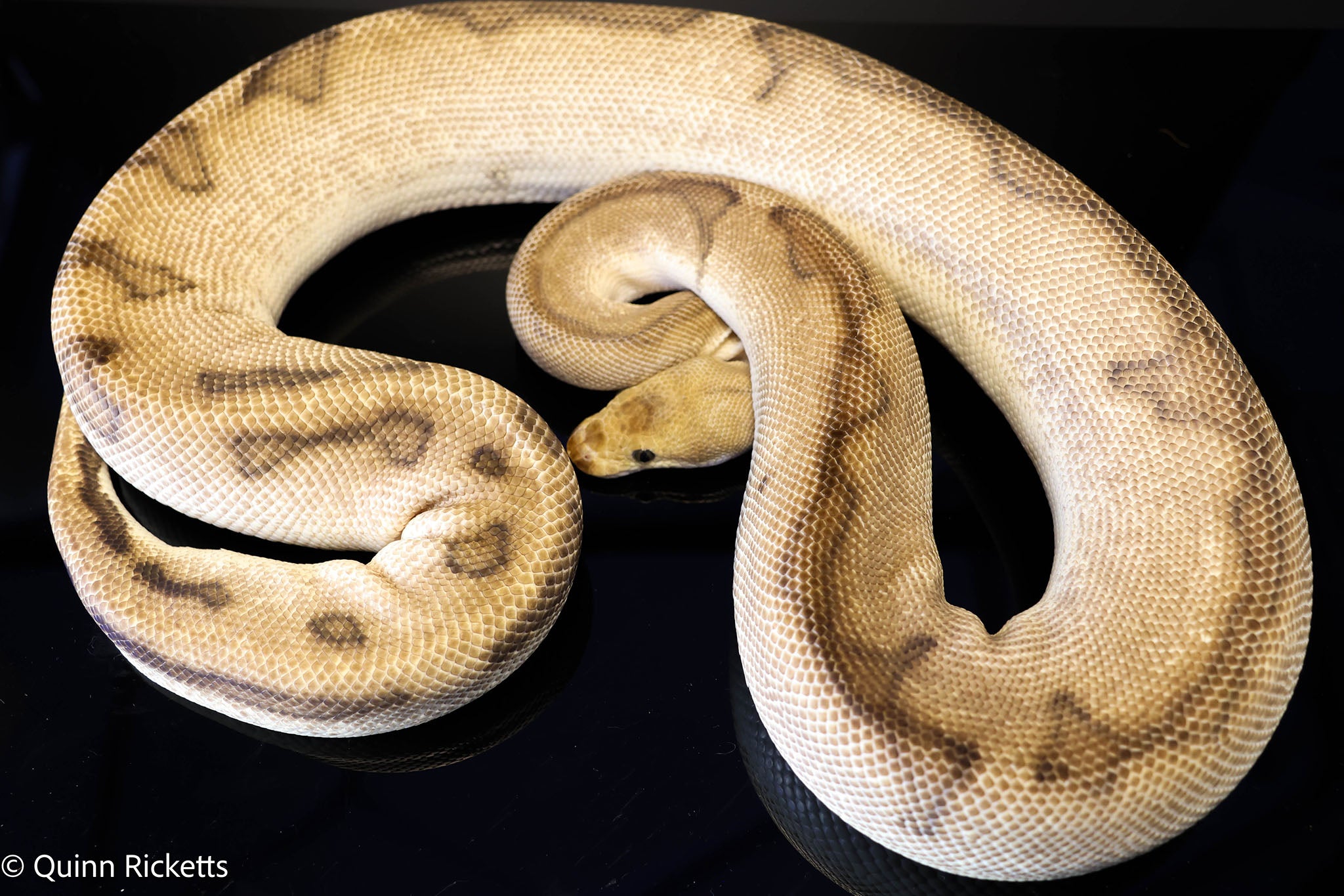 Orange Yellow Belly G-Stripe Clown