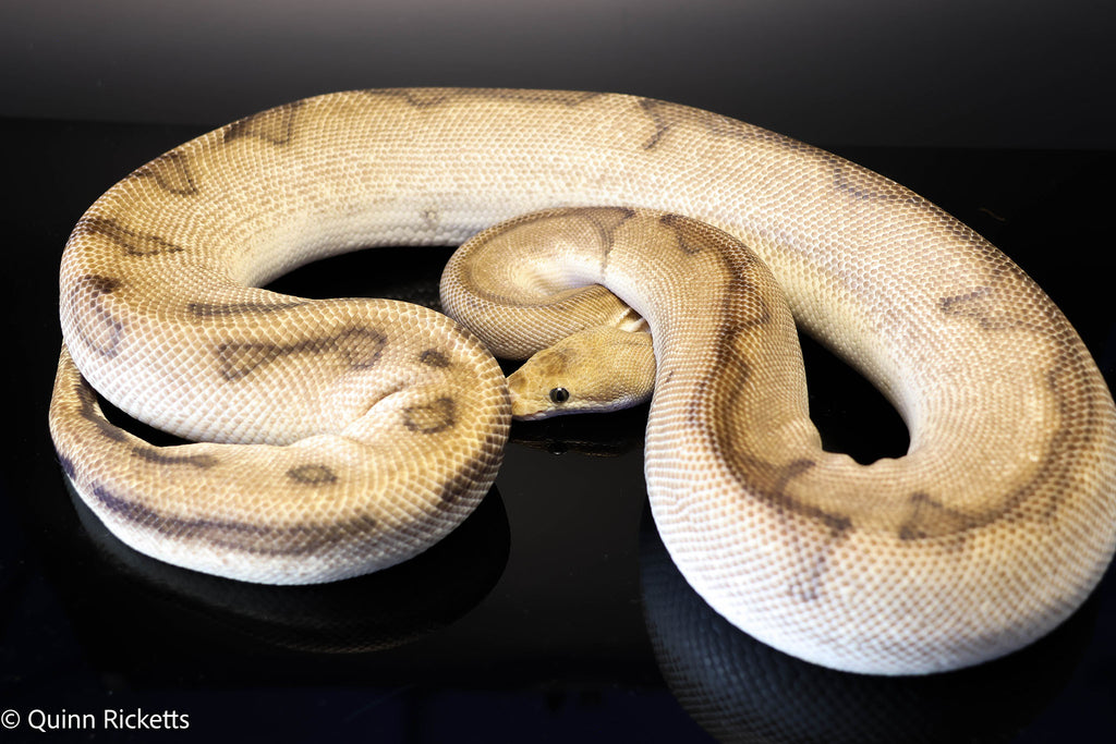 Orange Yellow Belly G-Stripe Clown