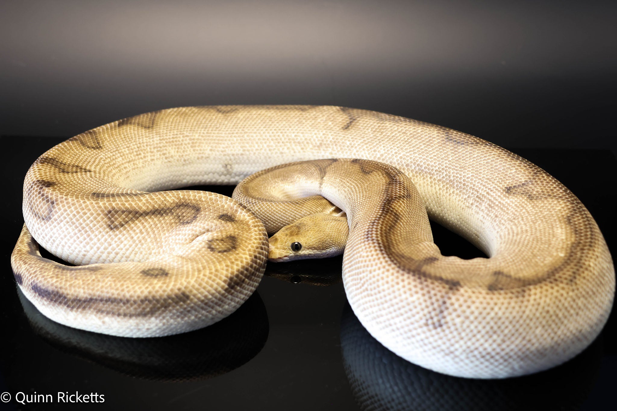 Orange Yellow Belly G-Stripe Clown