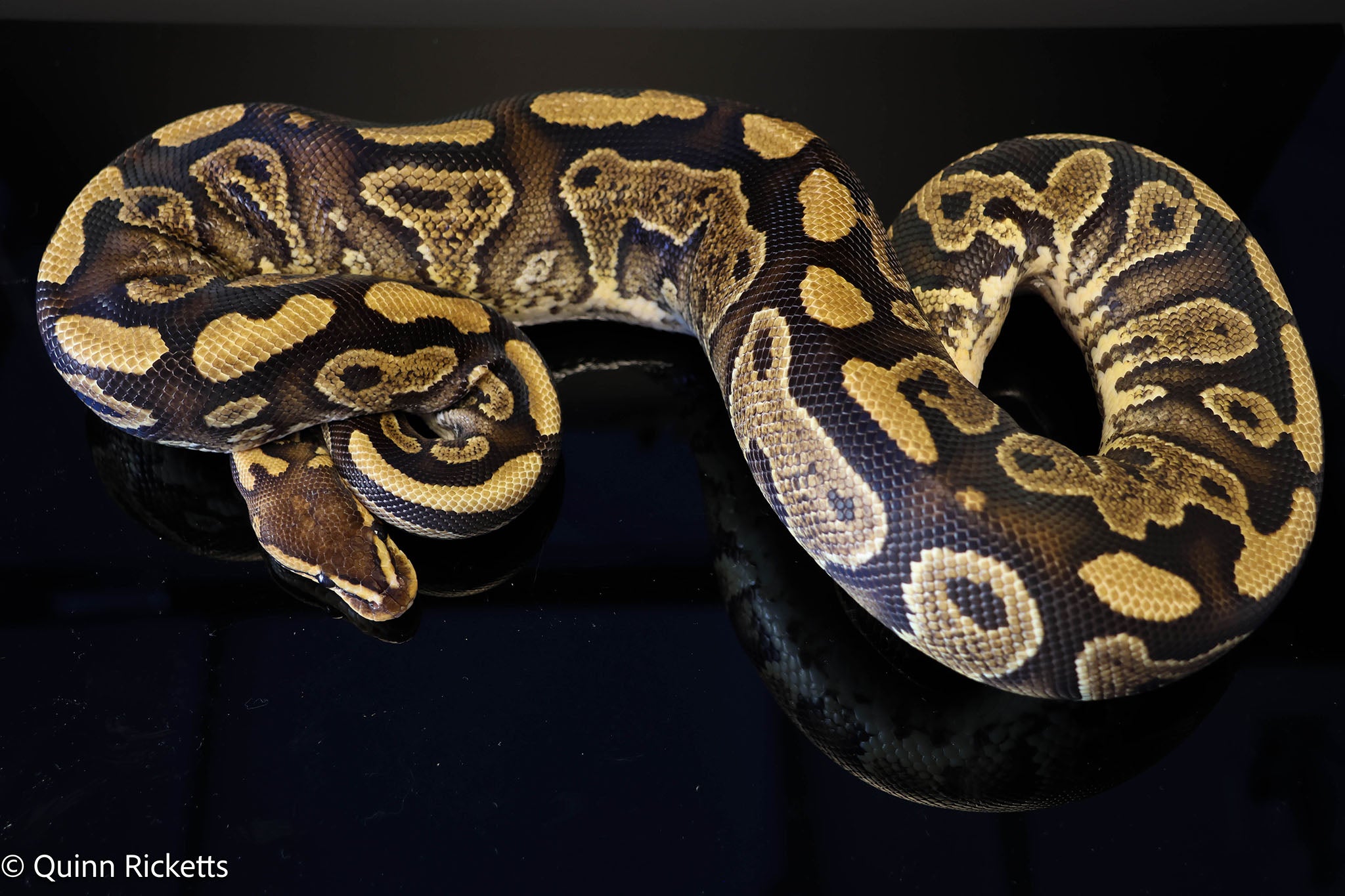 Wookie YB Het Clown Ball Python