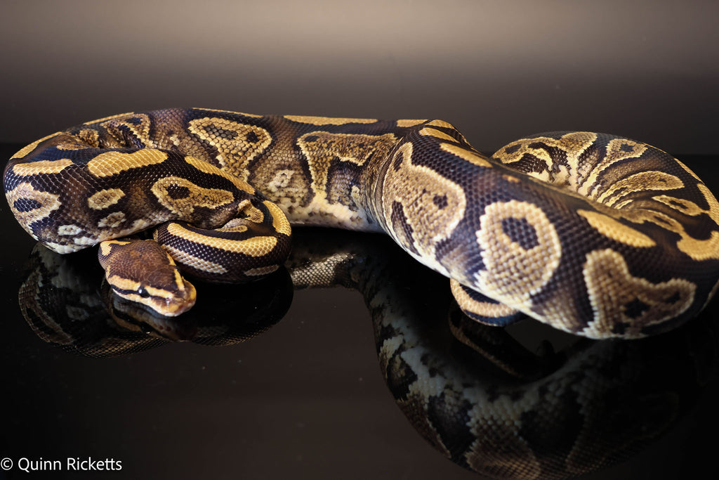 Wookie YB Het Clown Ball Python