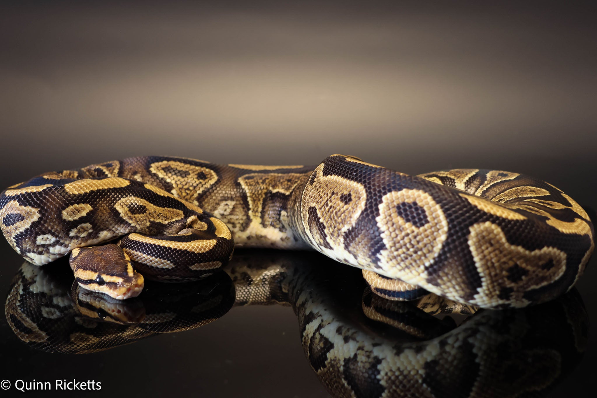 Wookie YB Het Clown Ball Python