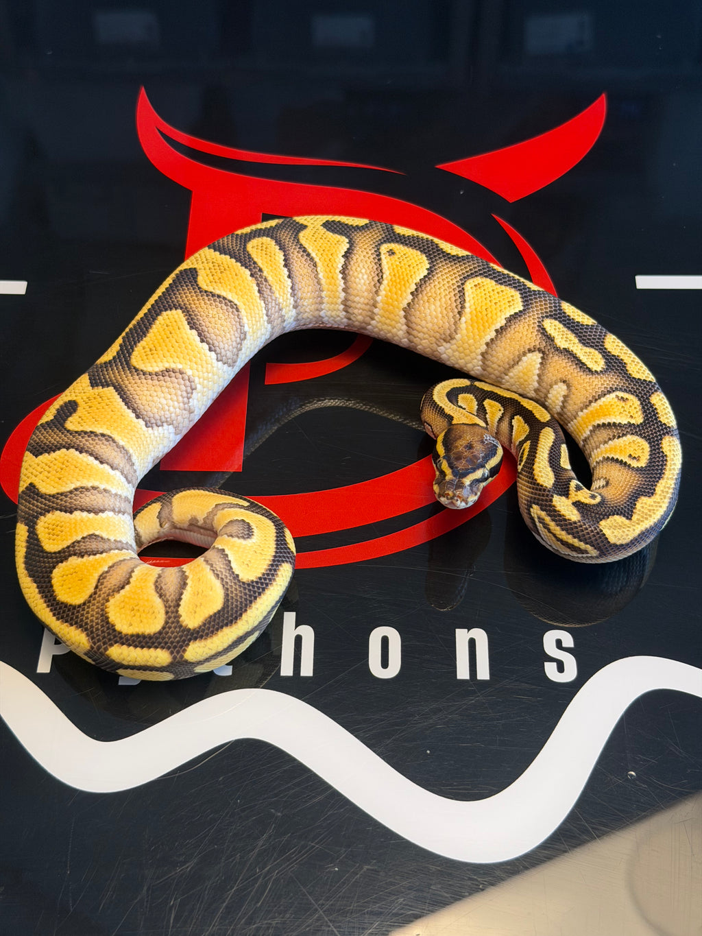 Bang Enchi Hurricane Dbl Het Clown, Piebald