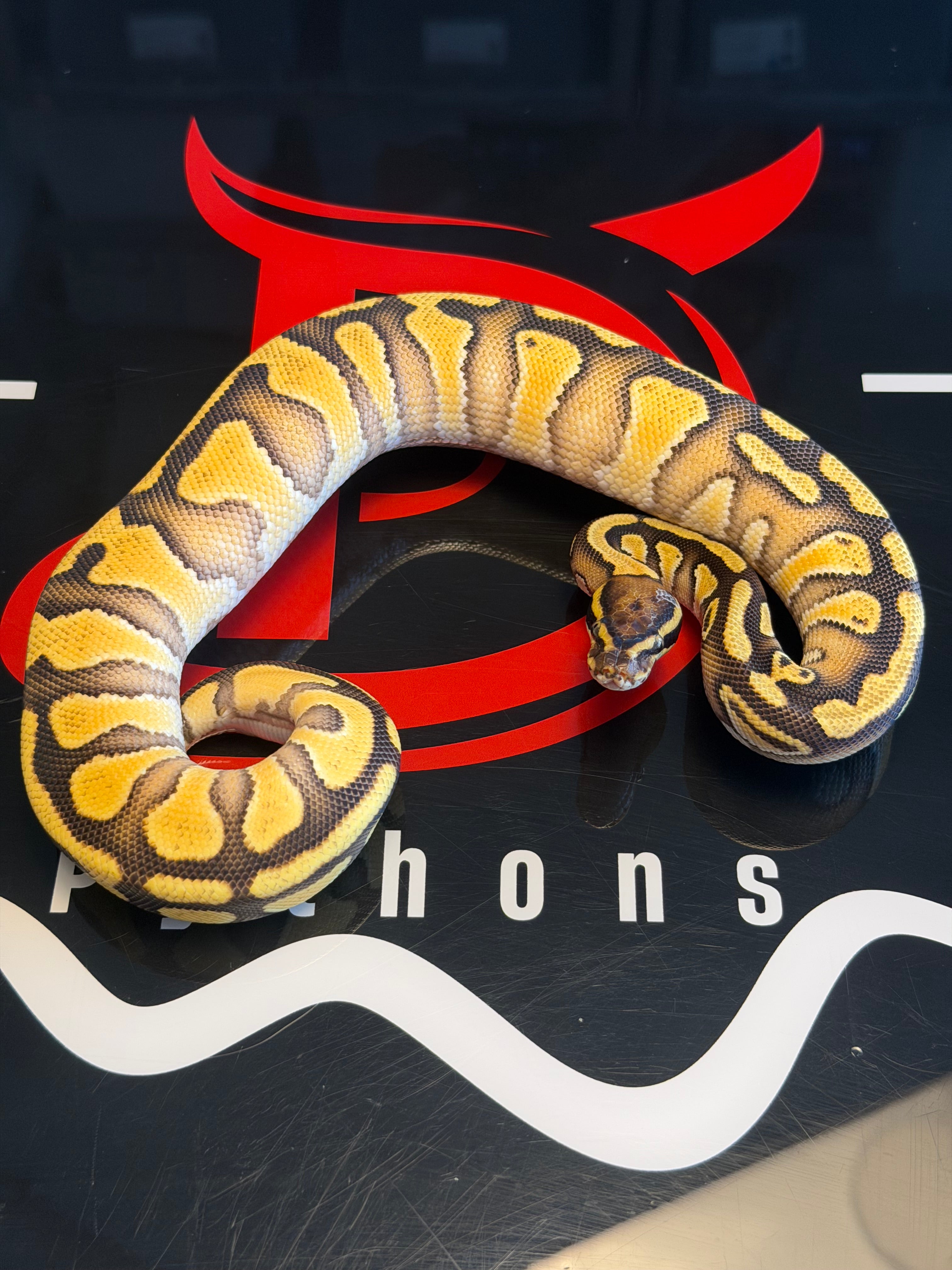 Bang Enchi Hurricane Dbl Het Clown, Piebald