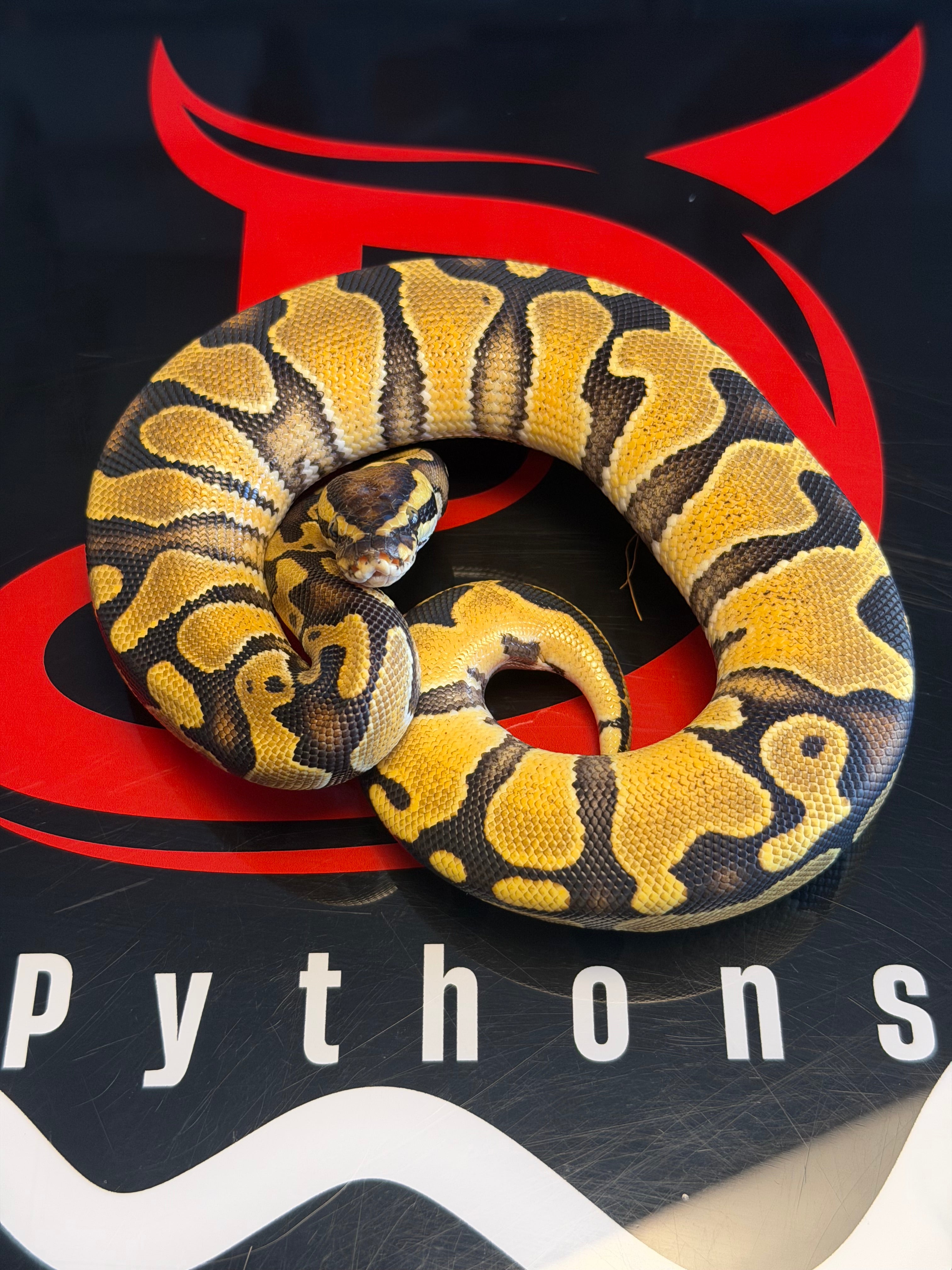 Bang Enchi Het Clown