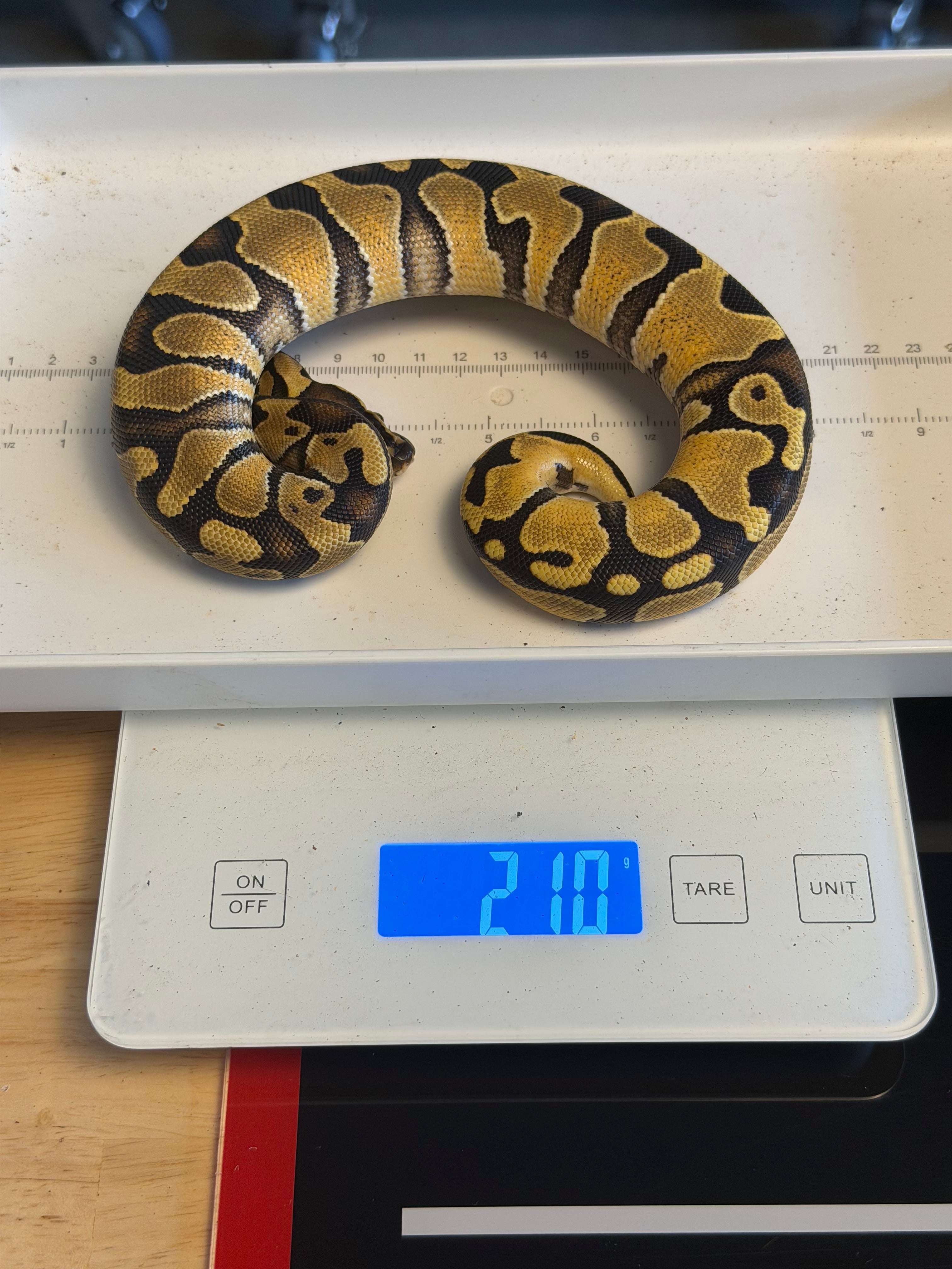 Bang Enchi Het Clown