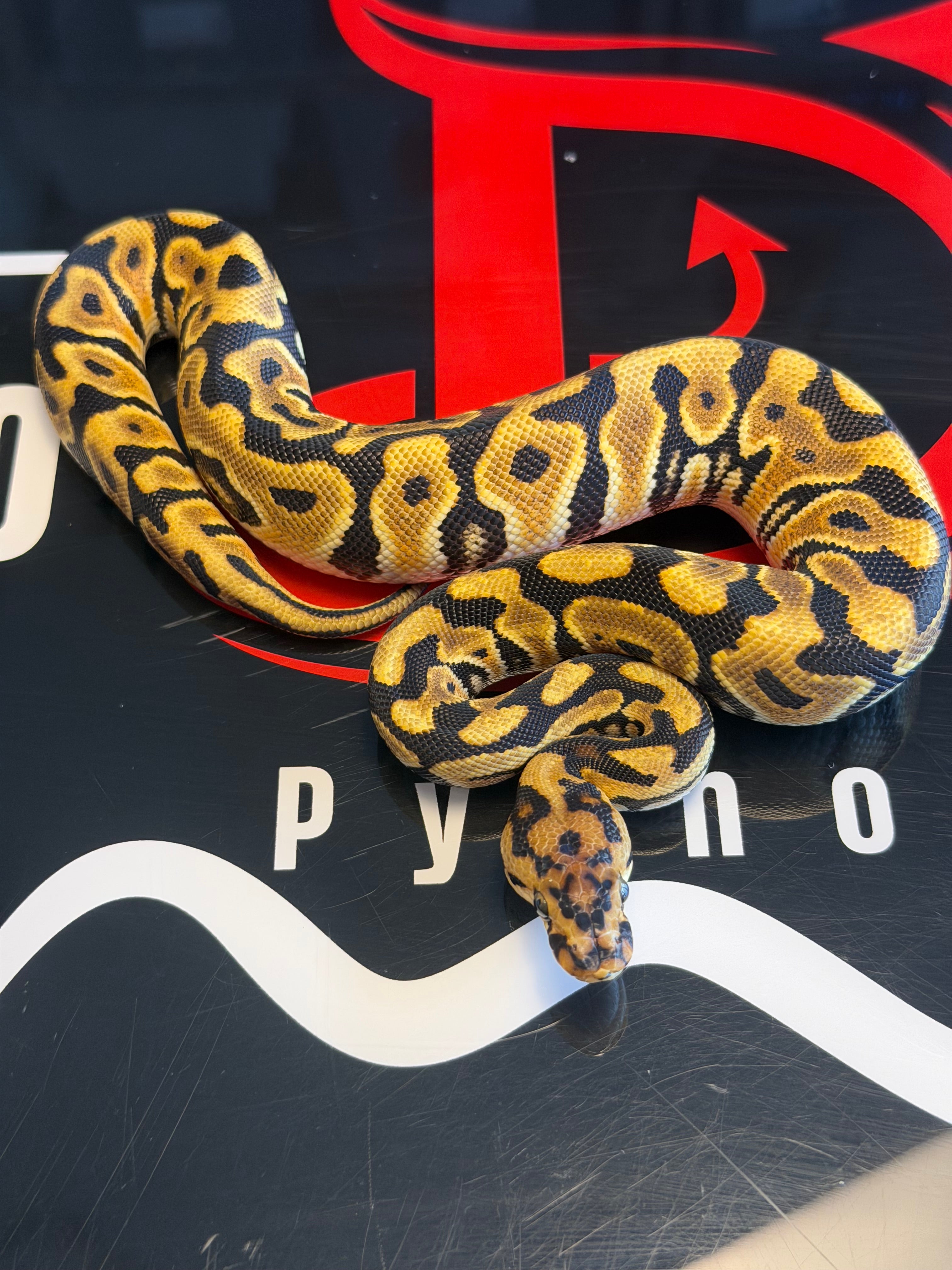 Spotnose Orange Dream Dbl Het Clown & Cryptic