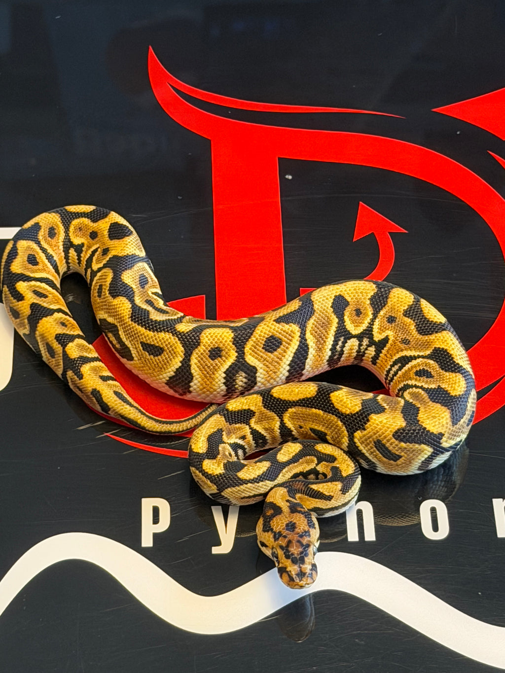 Spotnose Orange Dream Dbl Het Clown & Cryptic