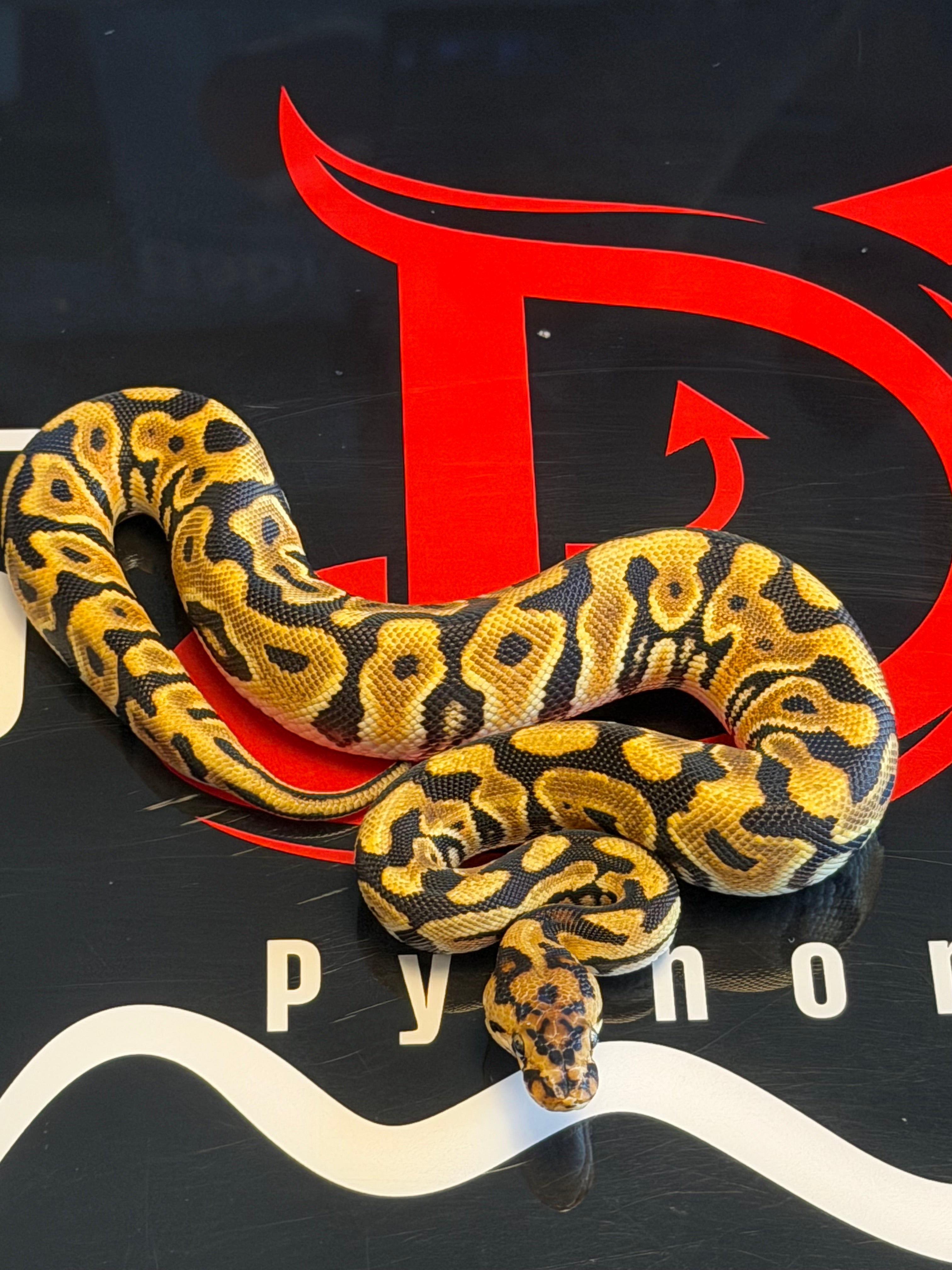 Spotnose Orange Dream Dbl Het Clown & Cryptic