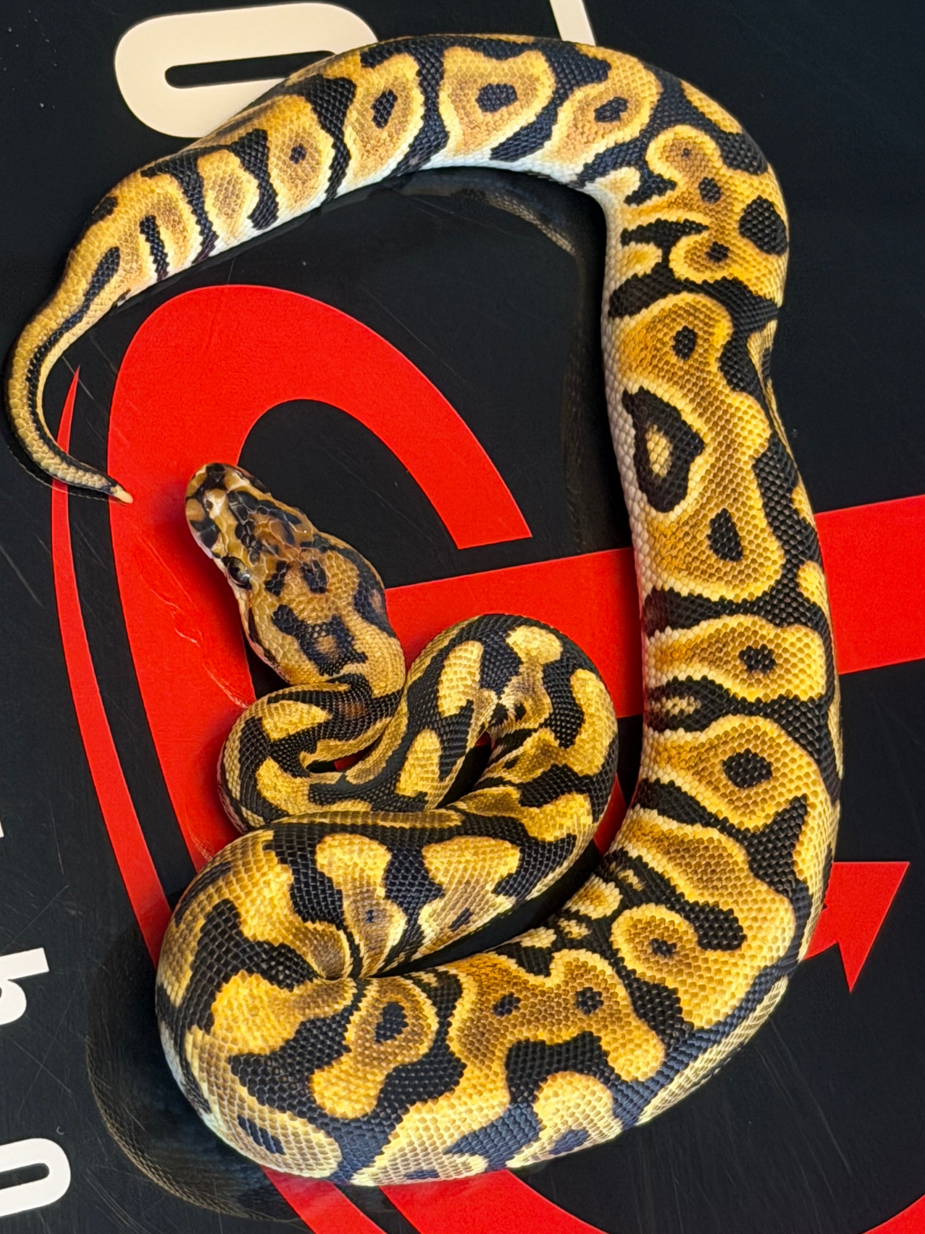 Spotnose Orange Dream Dbl Het Clown & Cryptic