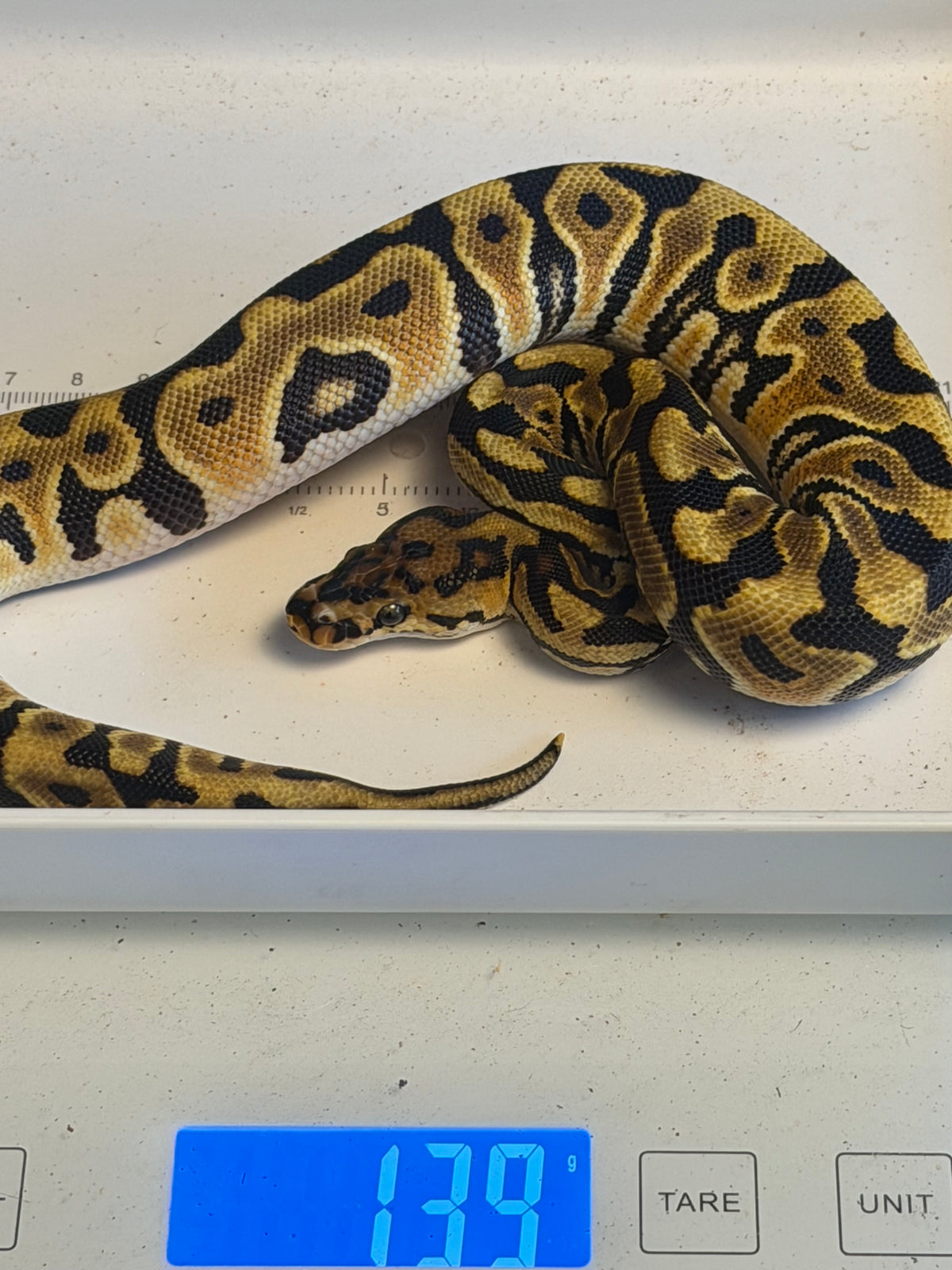 Spotnose Orange Dream Dbl Het Clown & Cryptic – Diablo Exotic Pythons