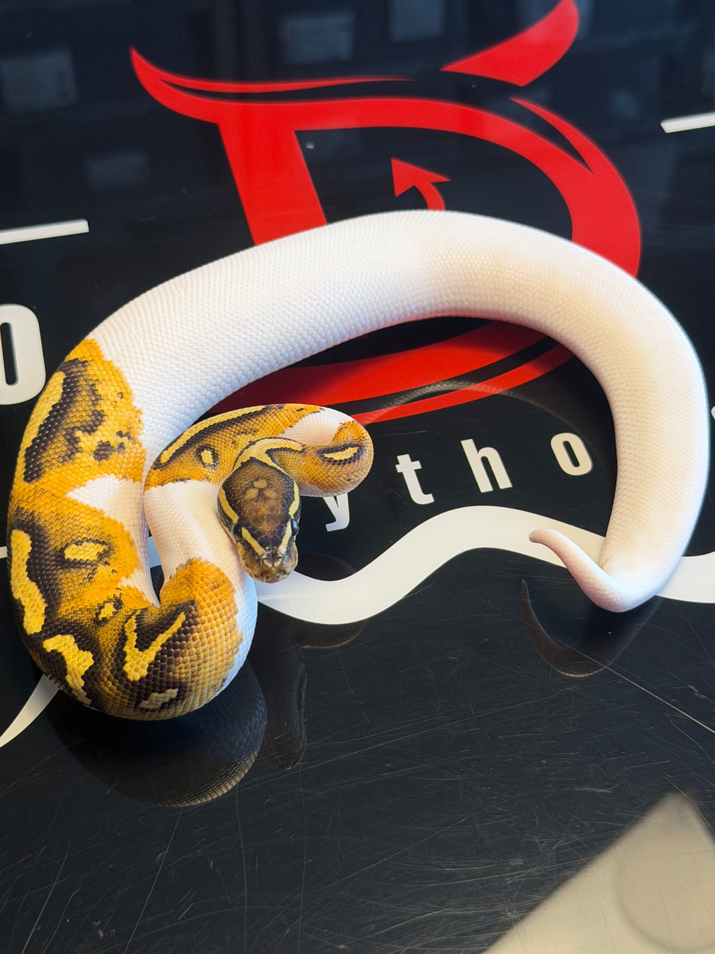 Bang Hurricane Orange Dream Enchi Dbl Het Clown, Piebald