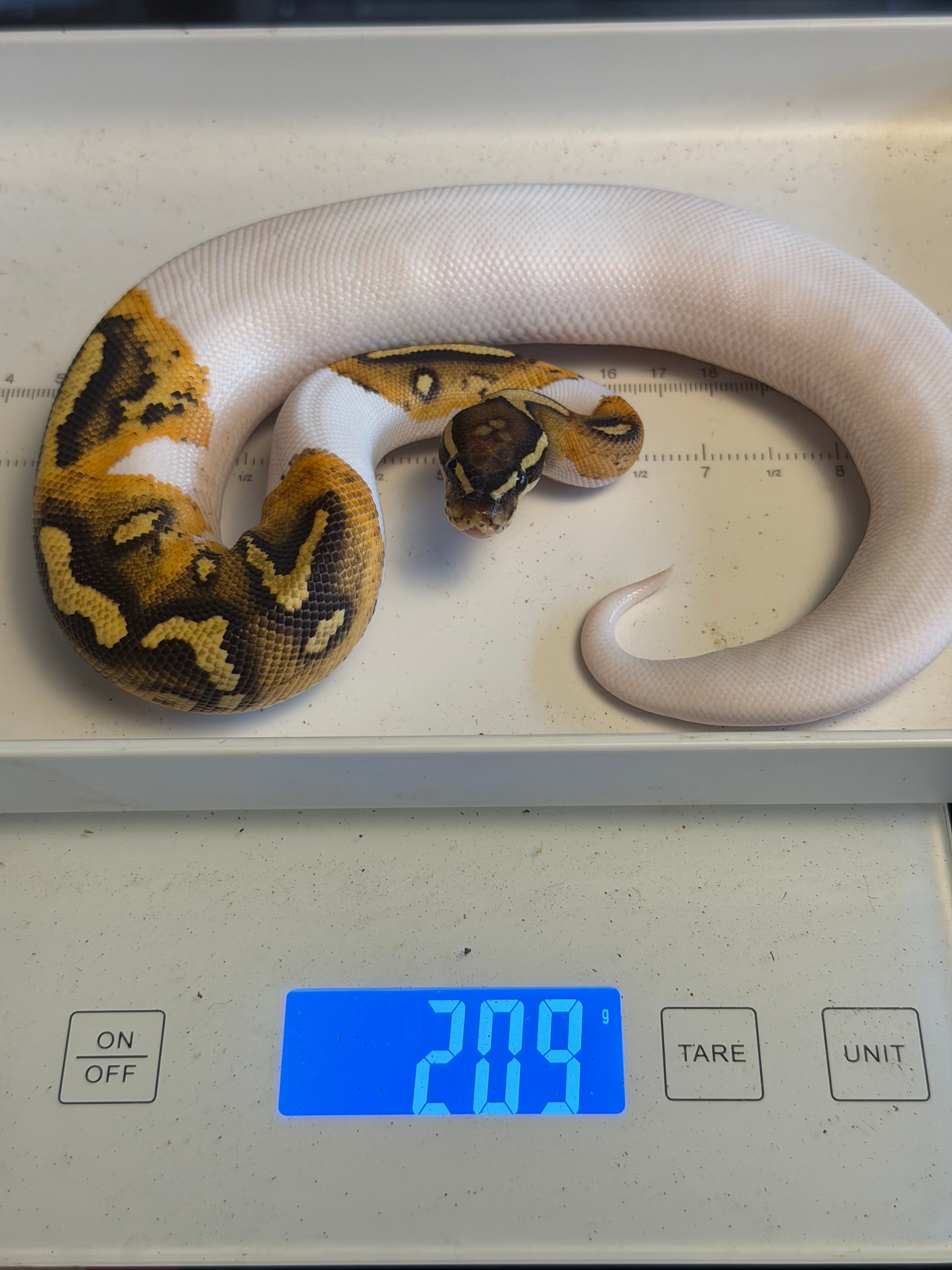 Bang Hurricane Orange Dream Enchi Dbl Het Clown, Piebald