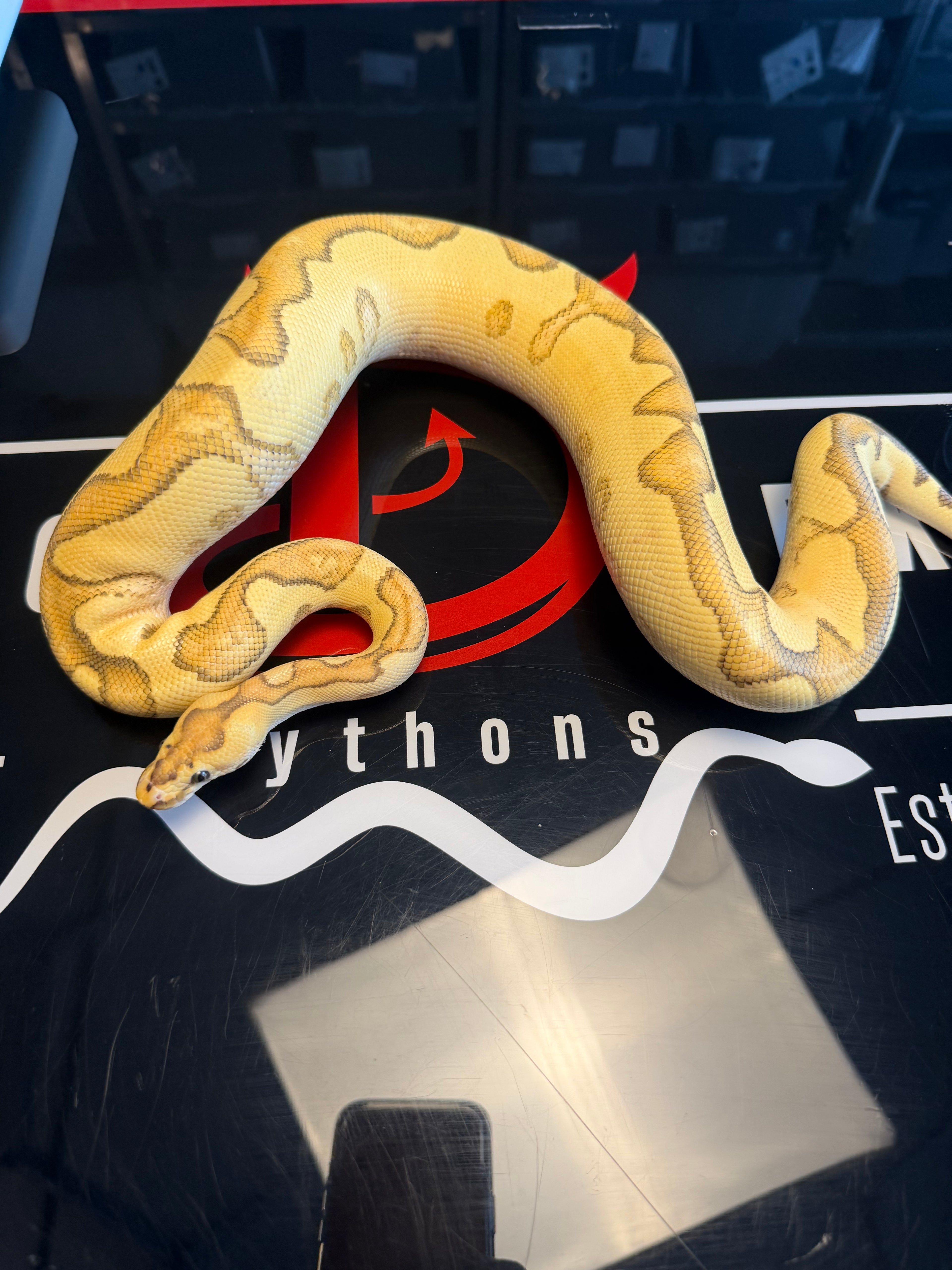 Lace Enchi Yellowbelly Het Clown