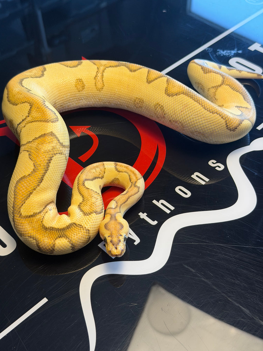Lace Enchi Yellowbelly Het Clown