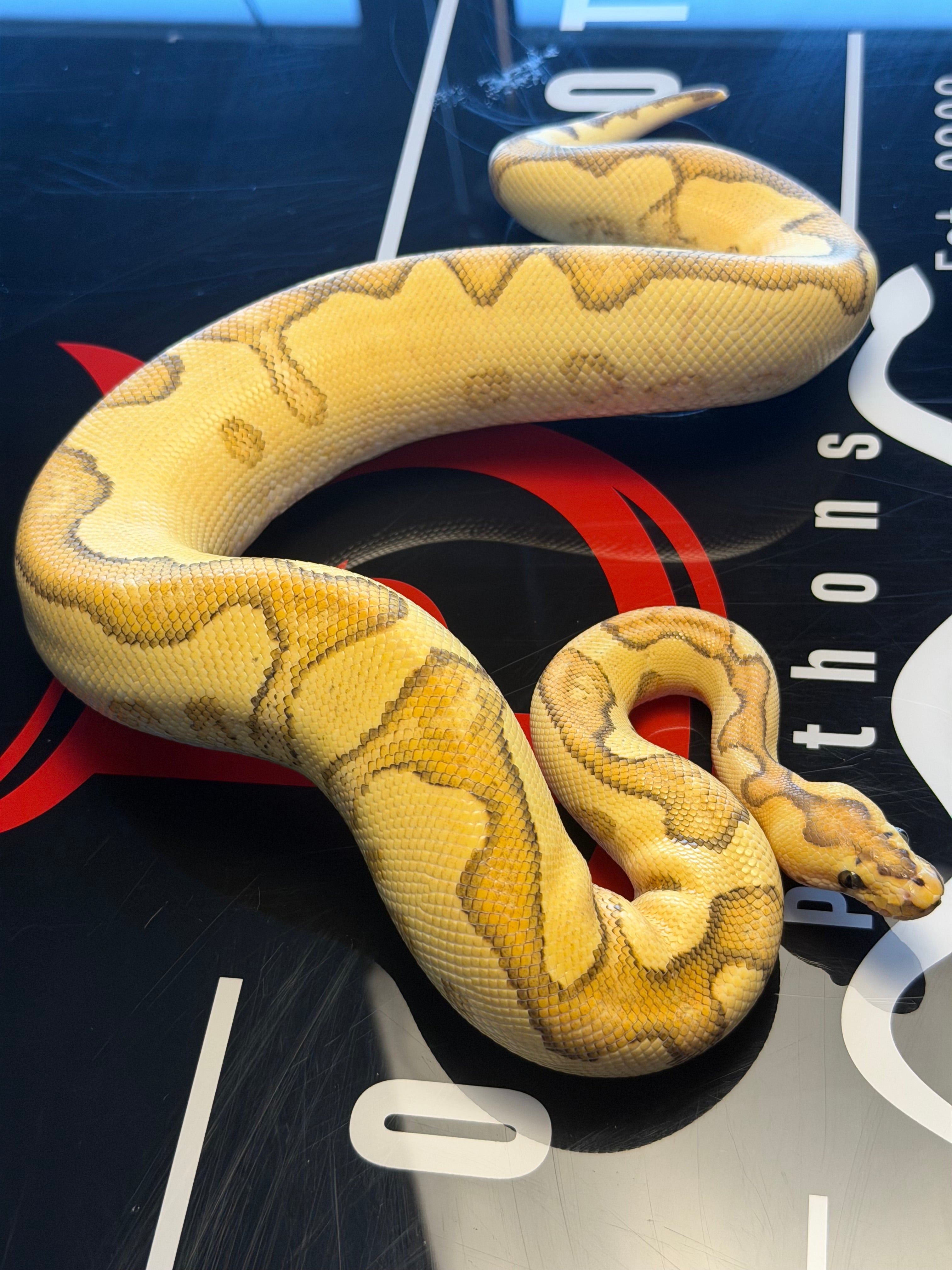 Lace Enchi Yellowbelly Het Clown