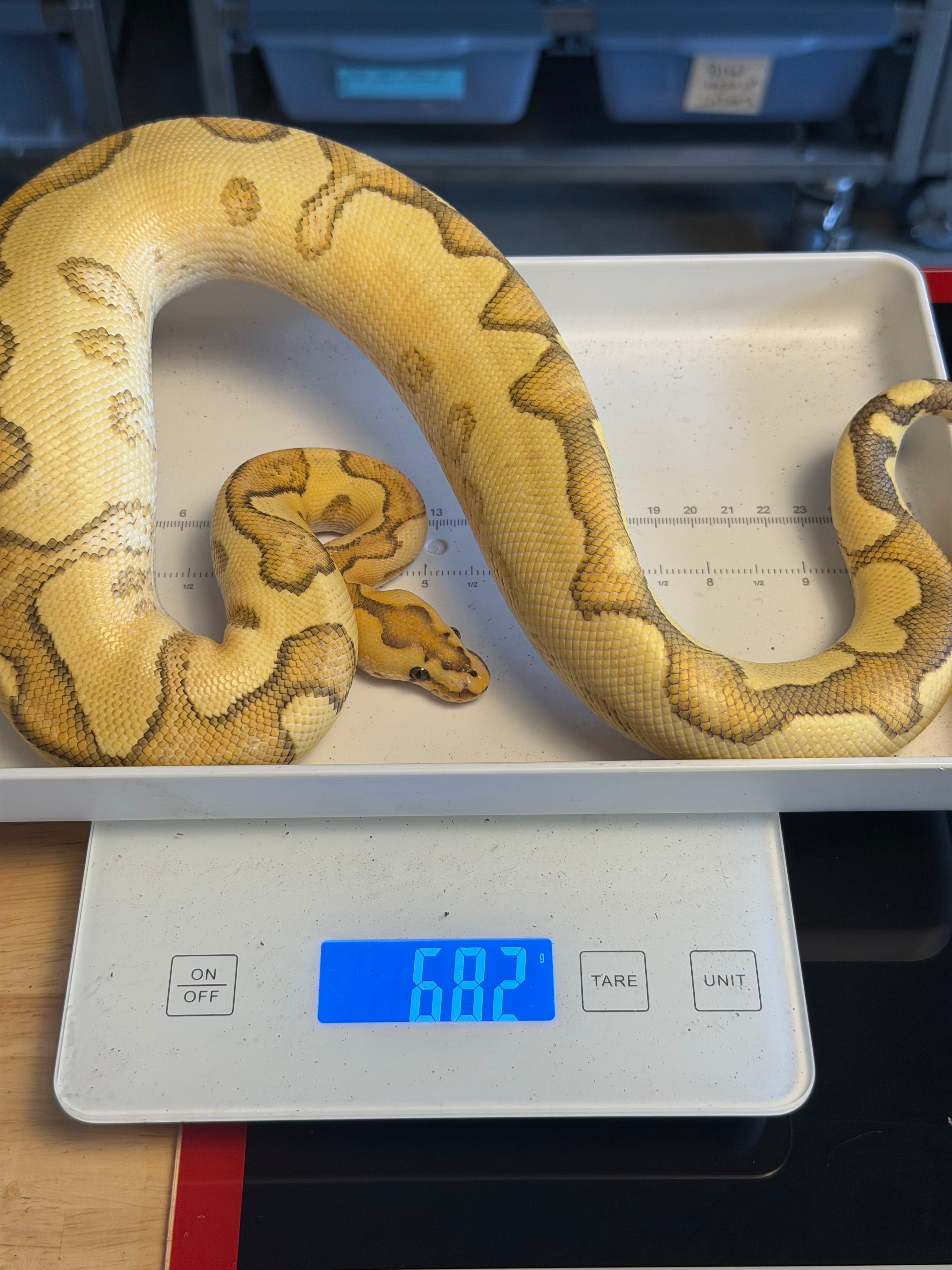 Lace Enchi Yellowbelly Het Clown