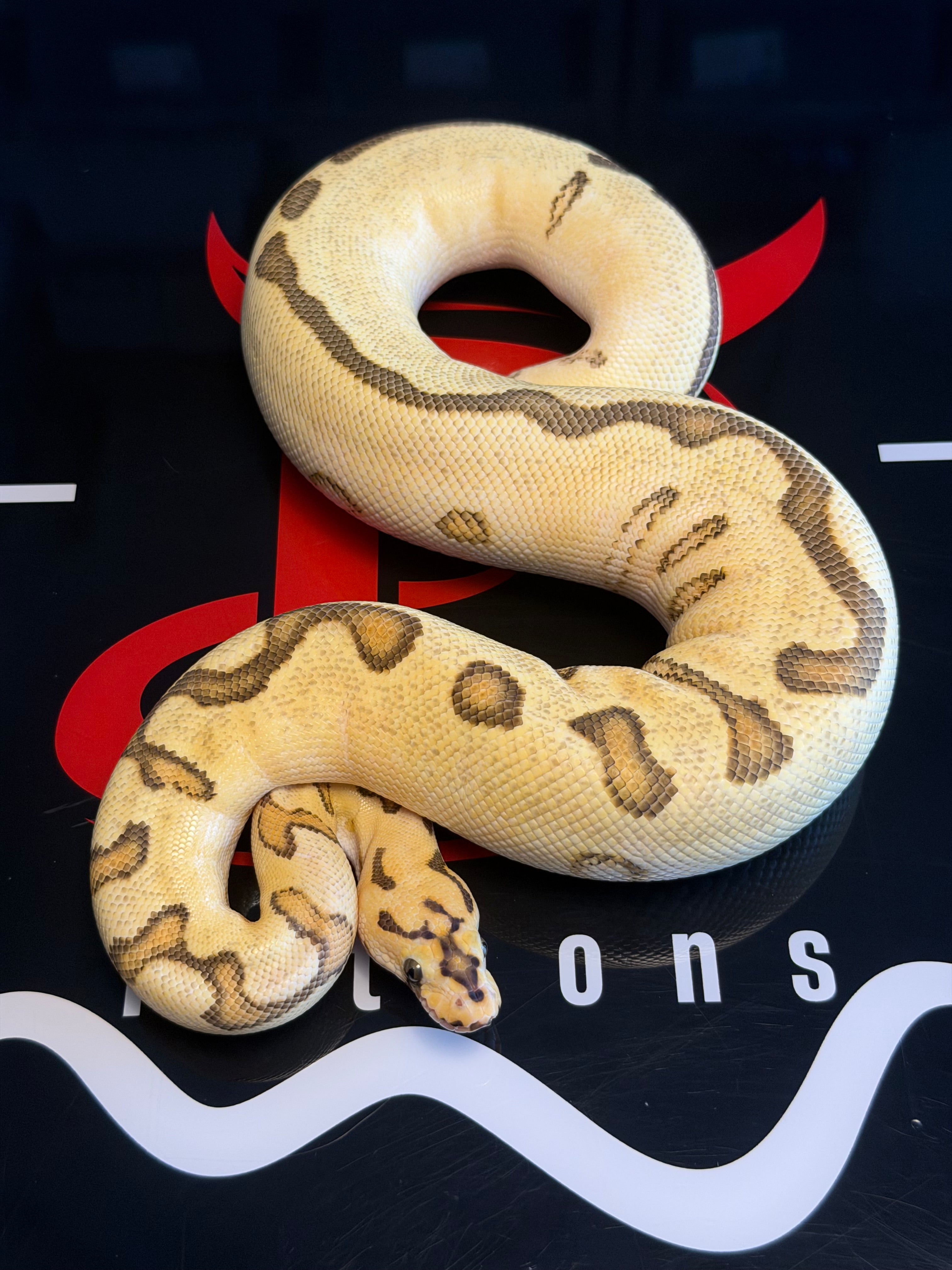 Spotnose Enchi Clown (possible lace)