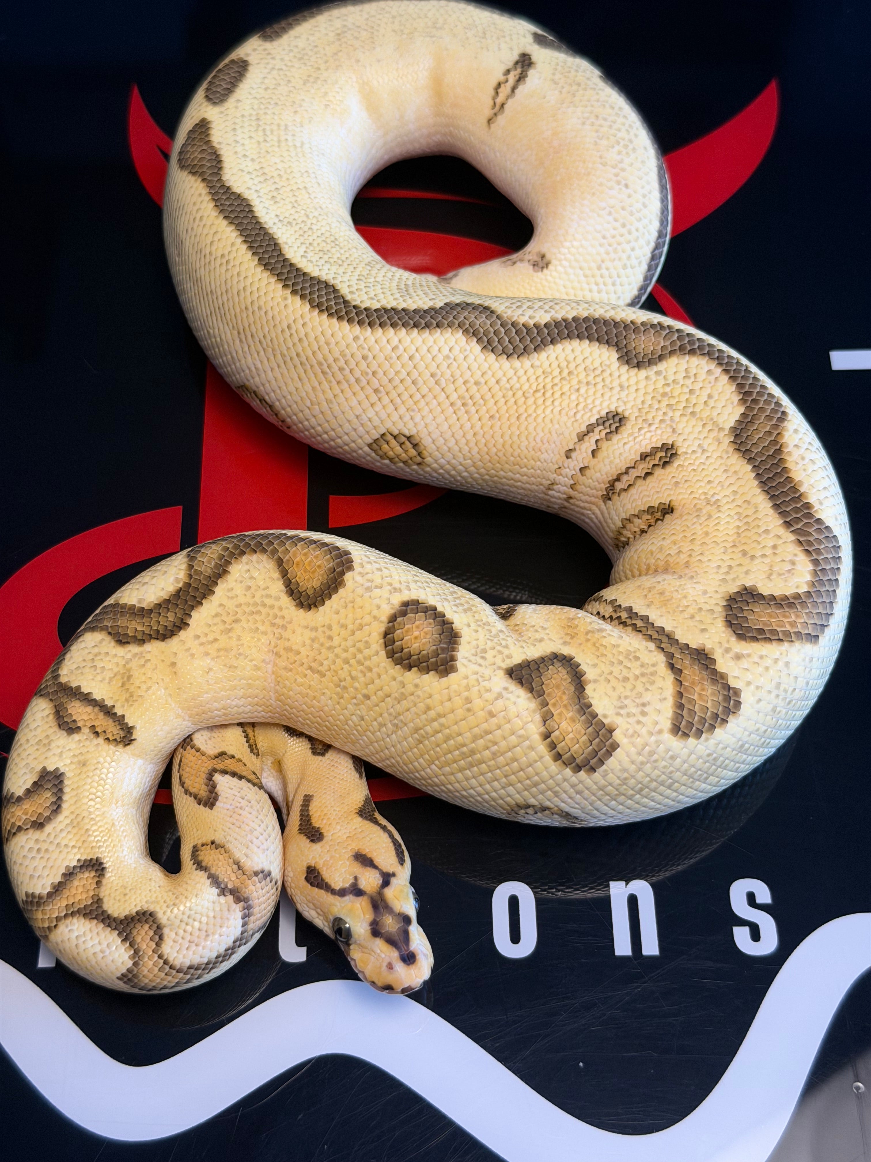 Spotnose Enchi Clown (possible lace)