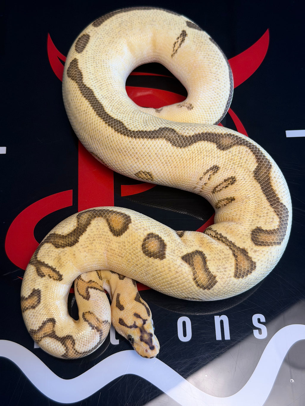 Spotnose Enchi Clown (possible lace)