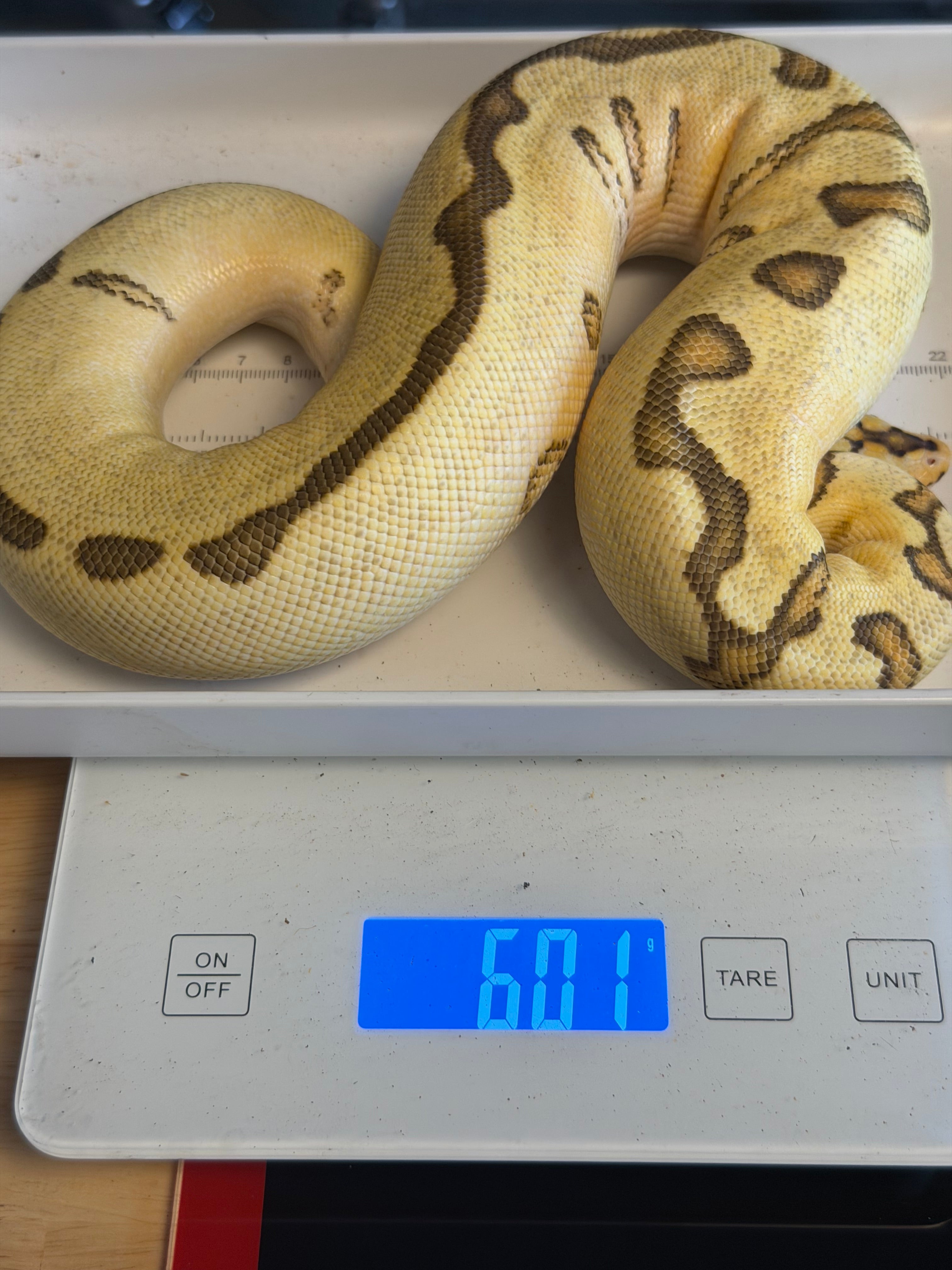 Spotnose Enchi Clown (possible lace)