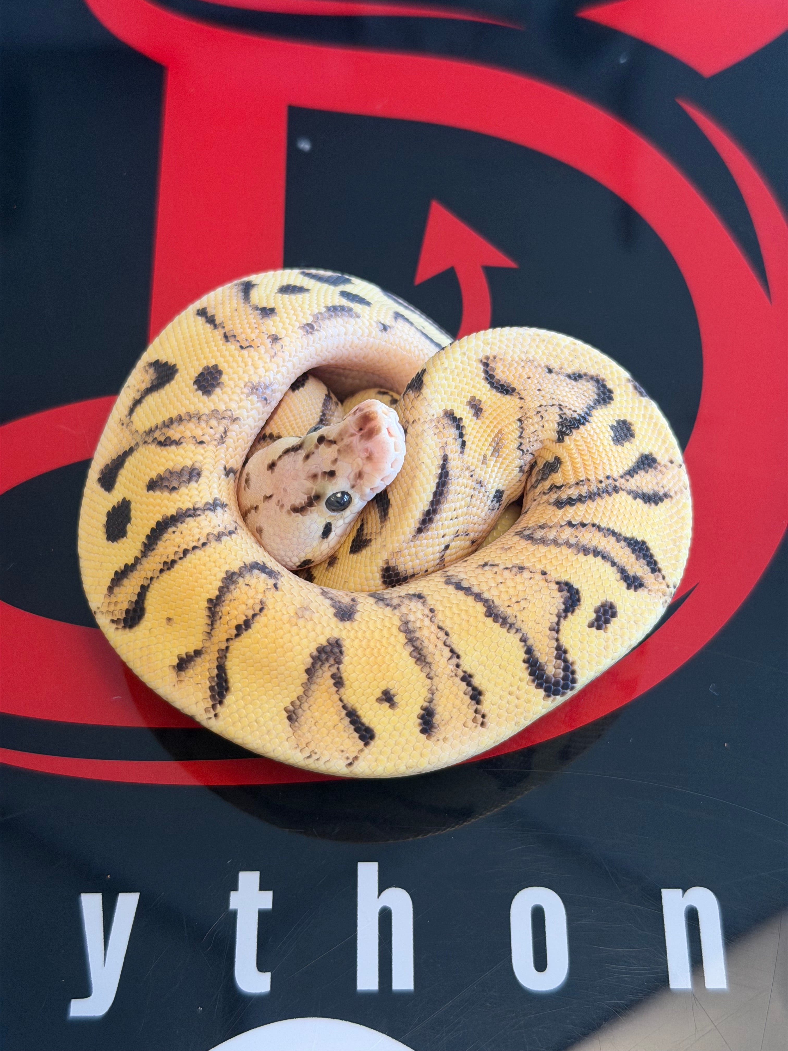 Orange Dream Fire Pastel Yellowbelly Dbl Het Cryptic & Clown