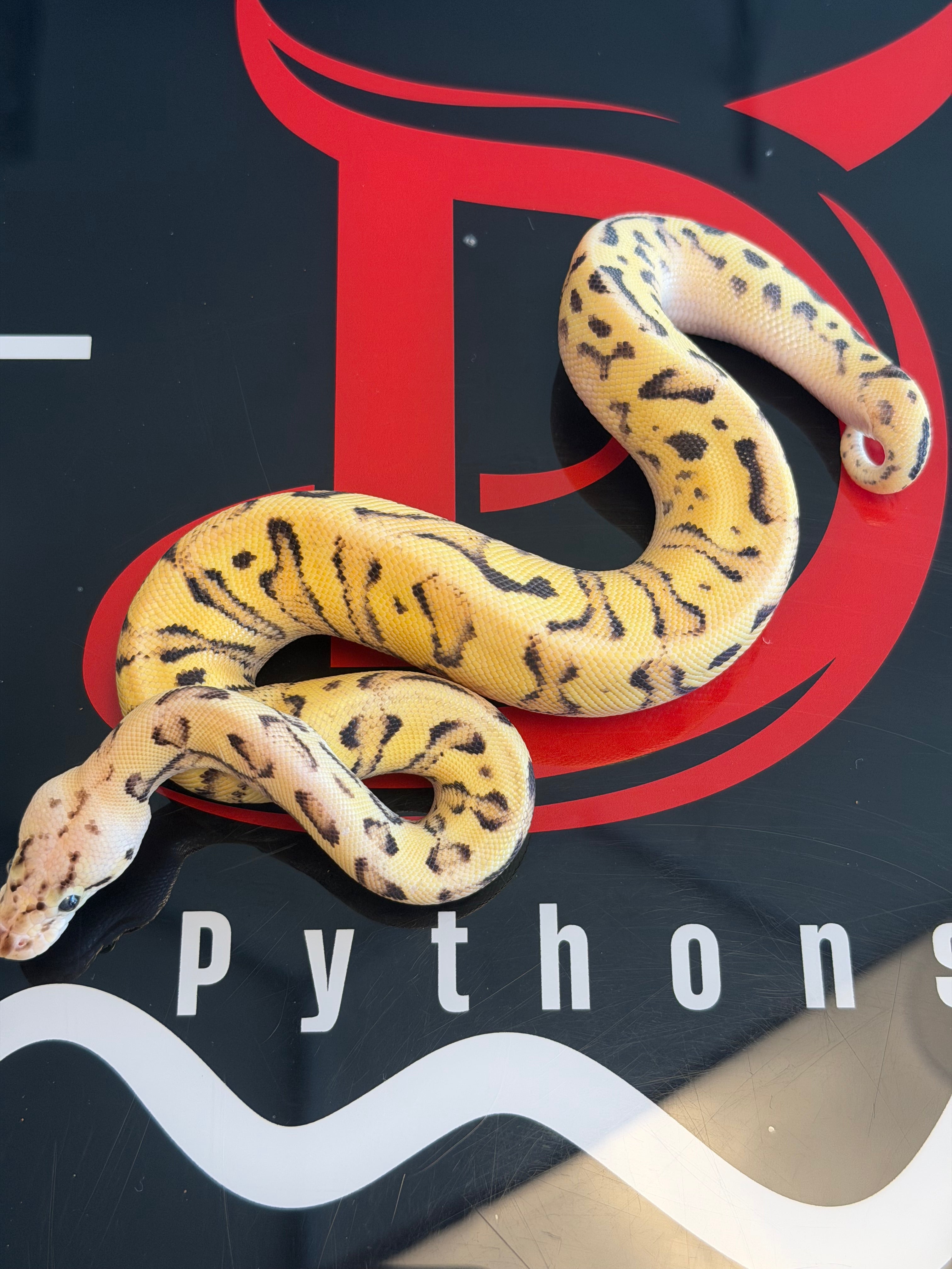 Orange Dream Fire Pastel Yellowbelly Dbl Het Cryptic & Clown