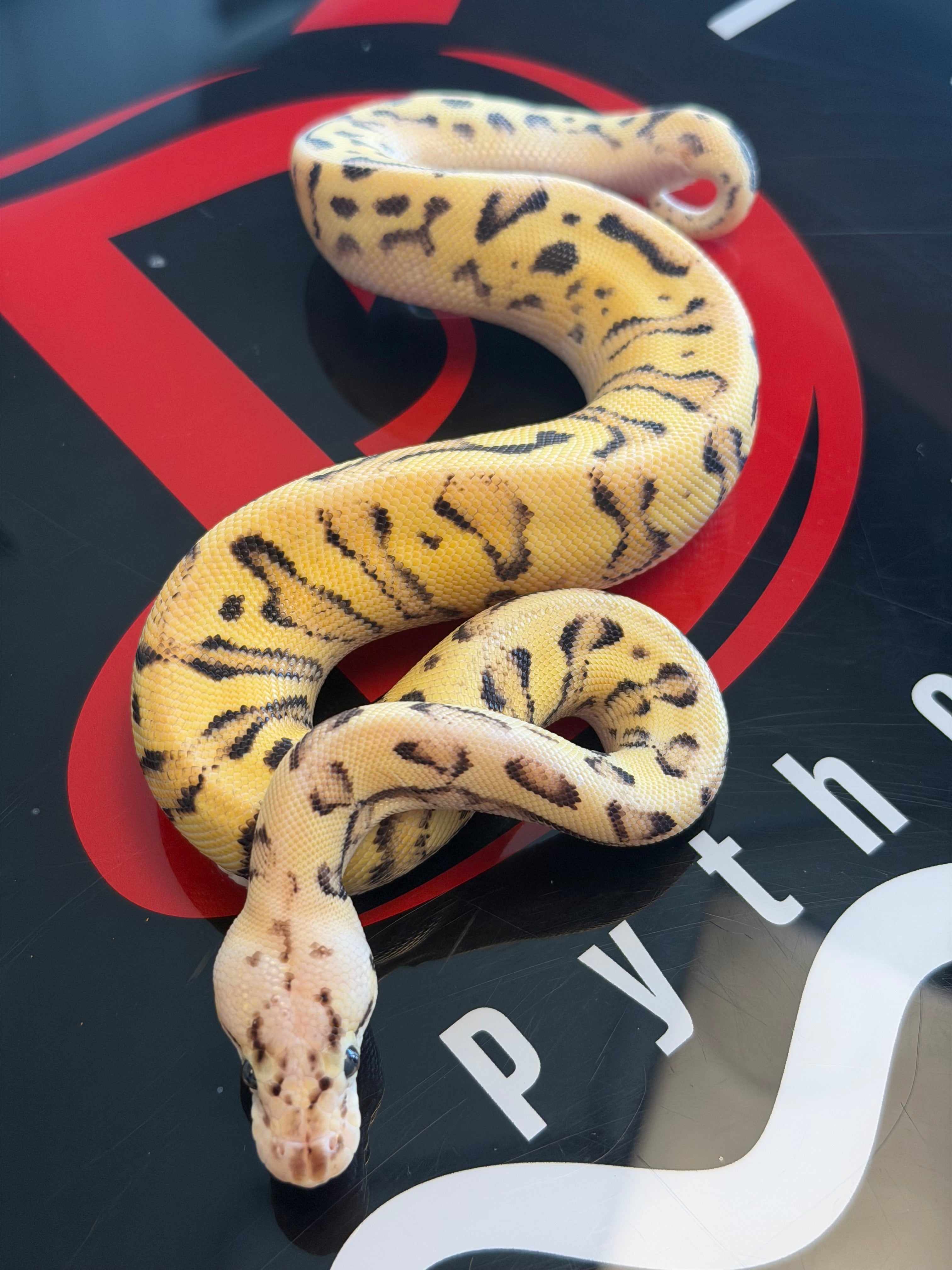 Orange Dream Fire Pastel Yellowbelly Dbl Het Cryptic & Clown