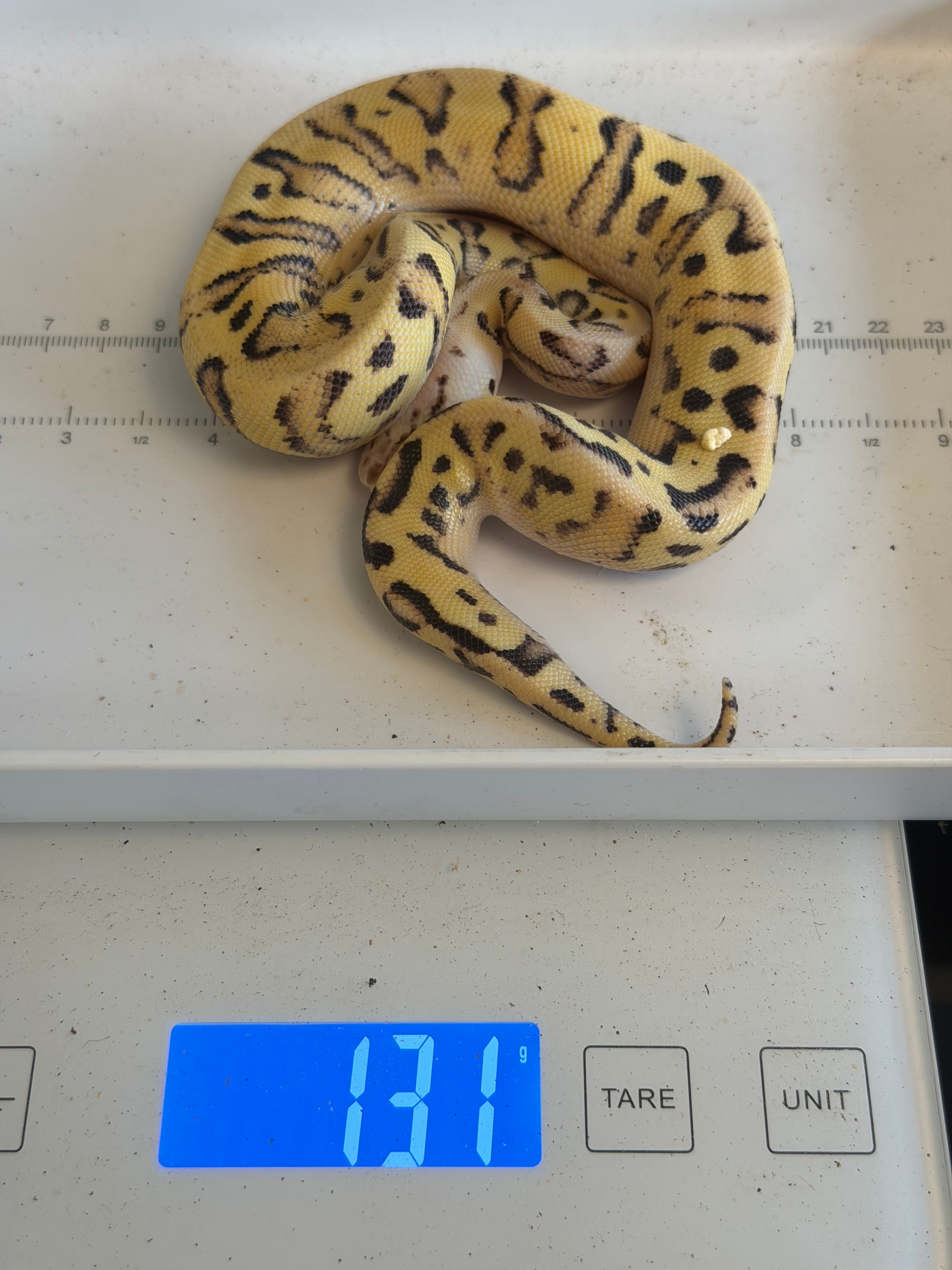 Orange Dream Fire Pastel Yellowbelly Dbl Het Cryptic & Clown