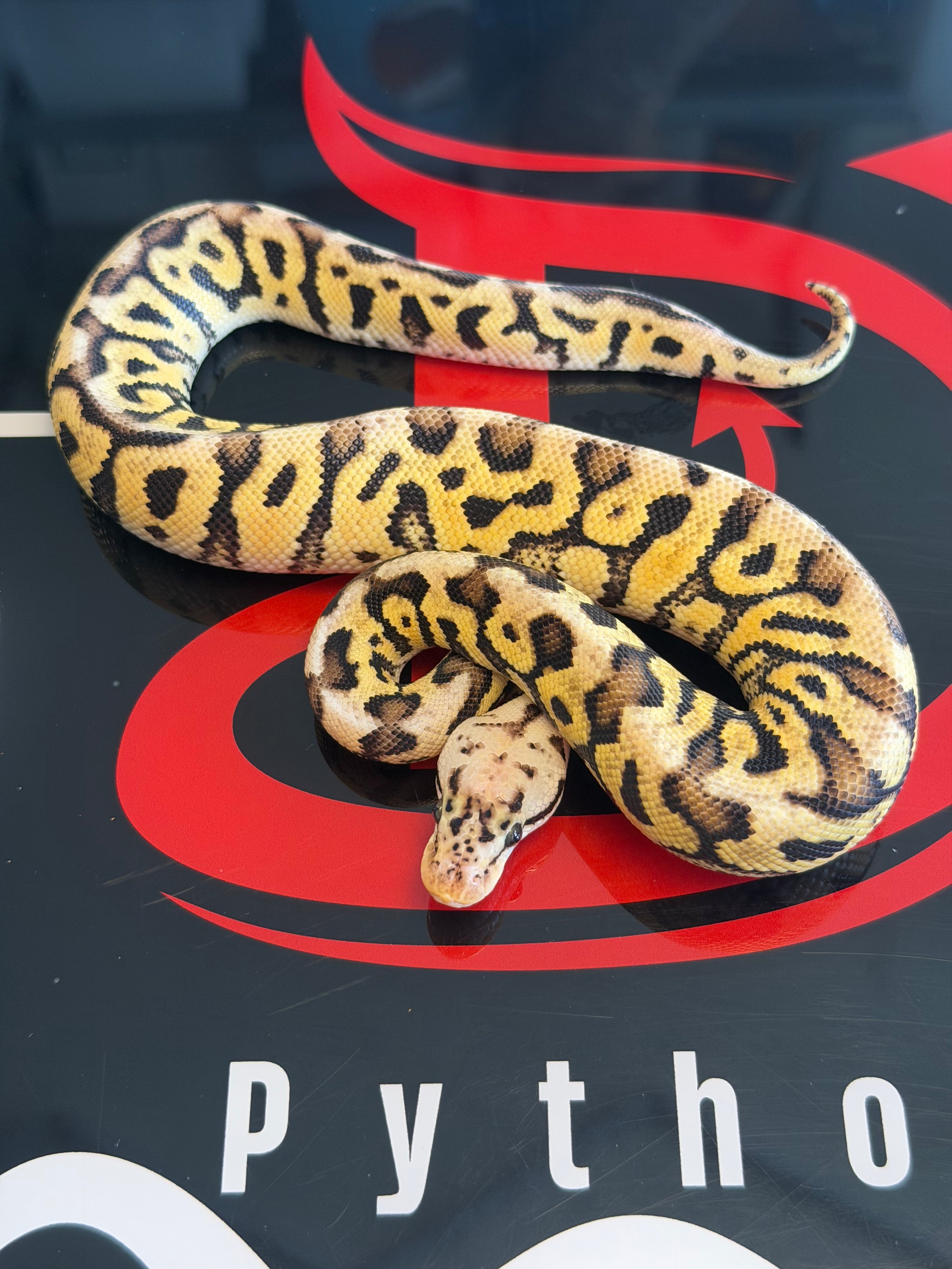 Spotnose Pastel Dbl Het Cryptic & Clown