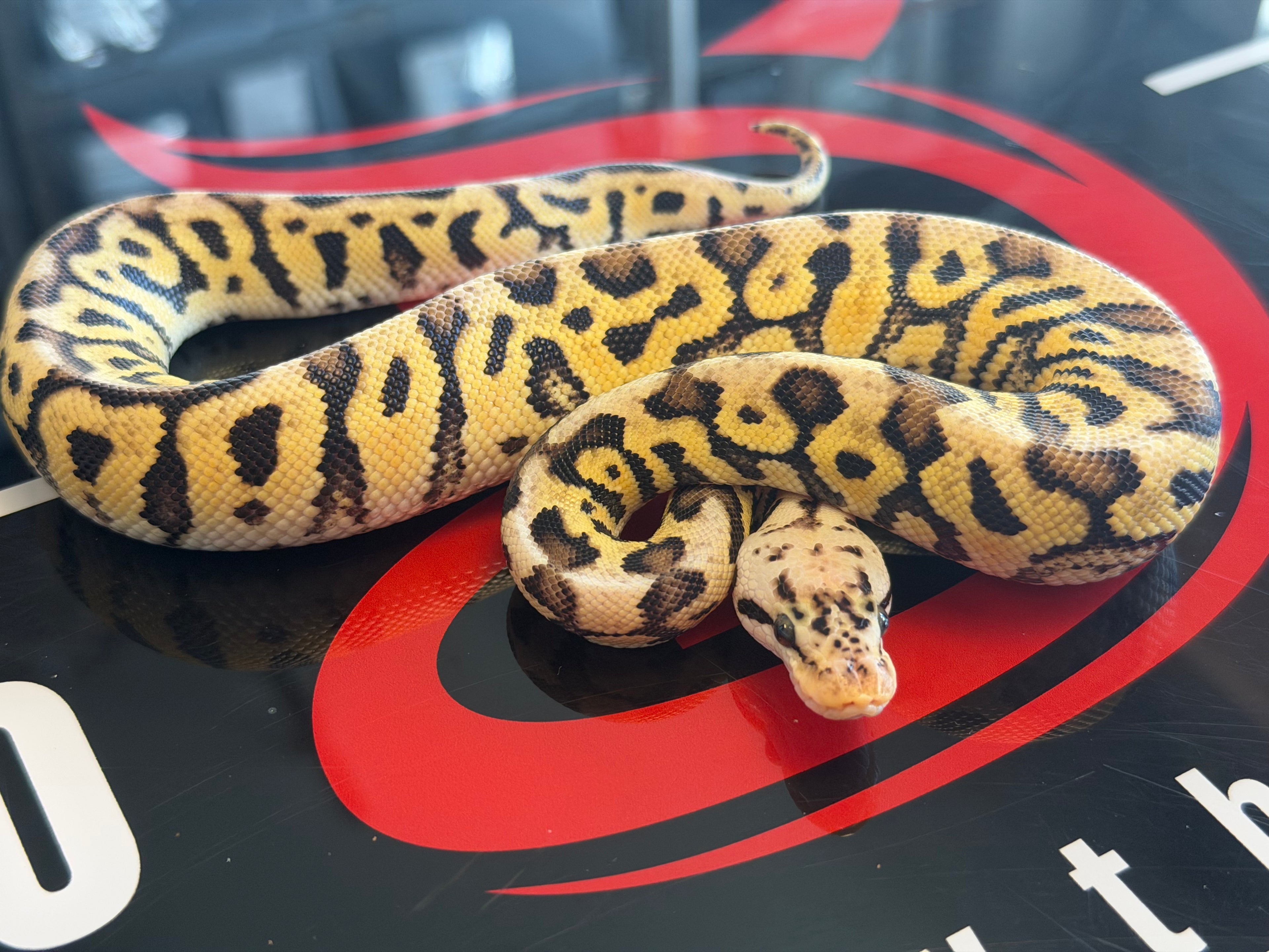 Spotnose Pastel Dbl Het Cryptic & Clown