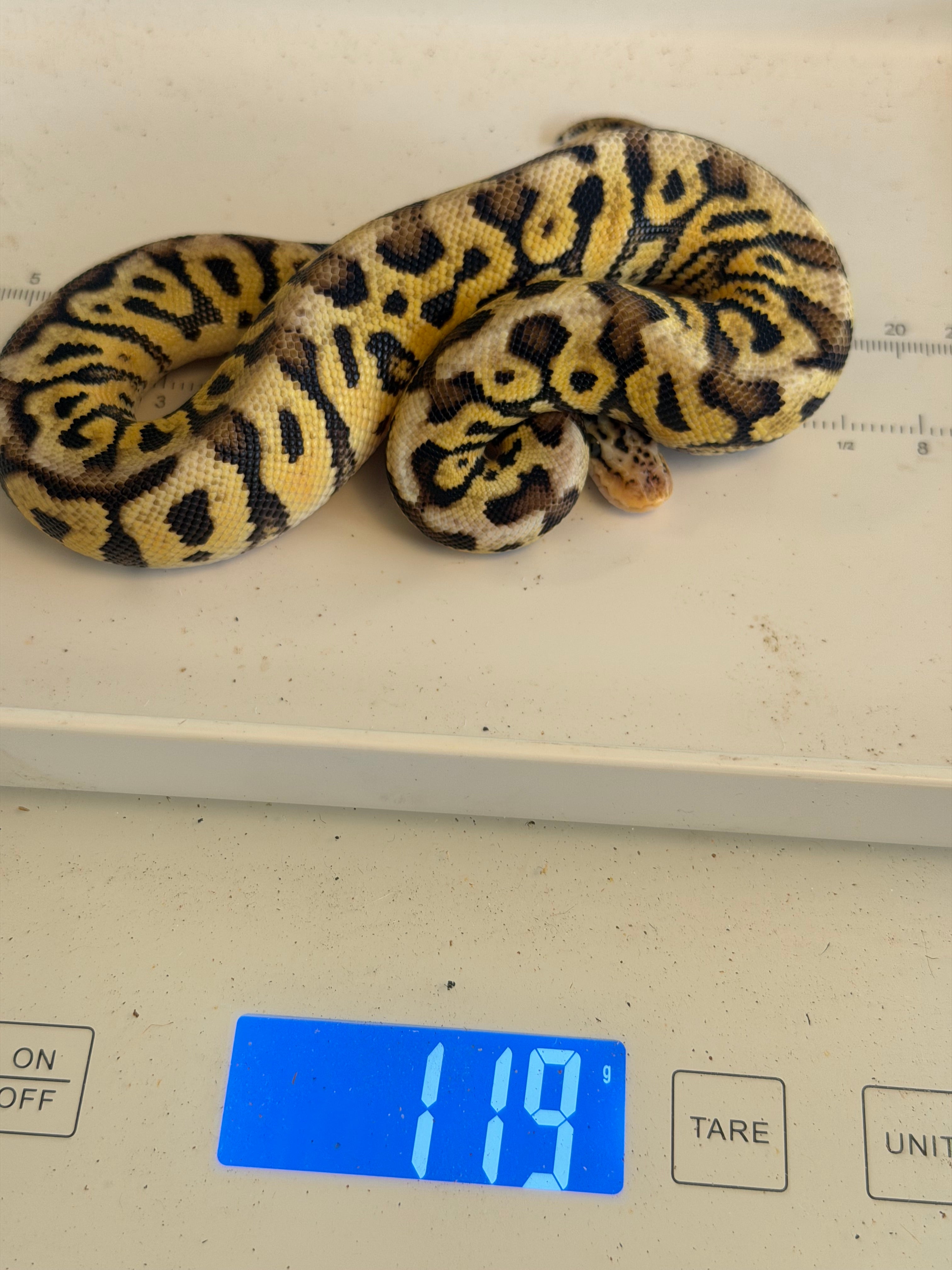 Spotnose Pastel Dbl Het Cryptic & Clown